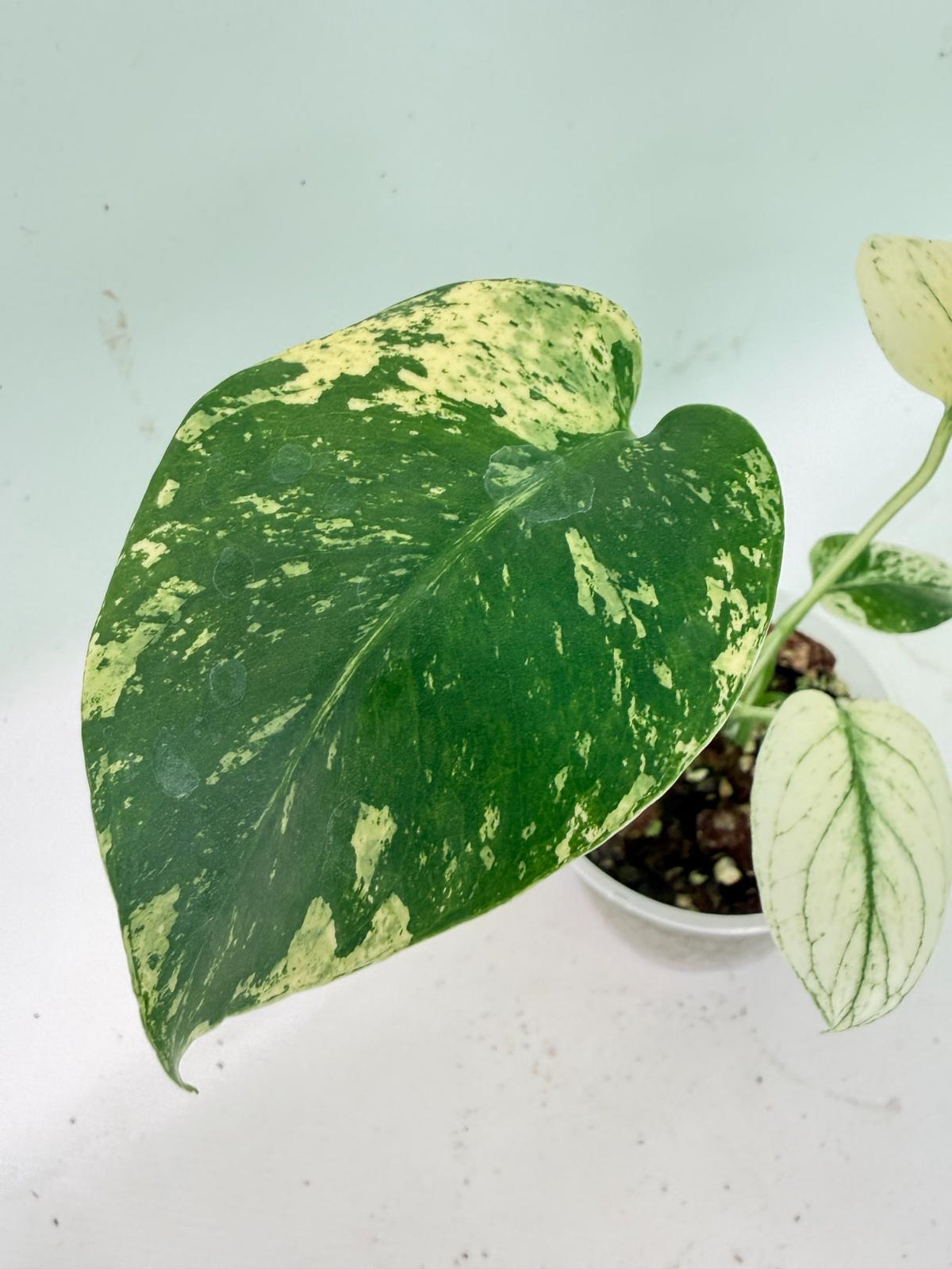 Monstera White Monster 07