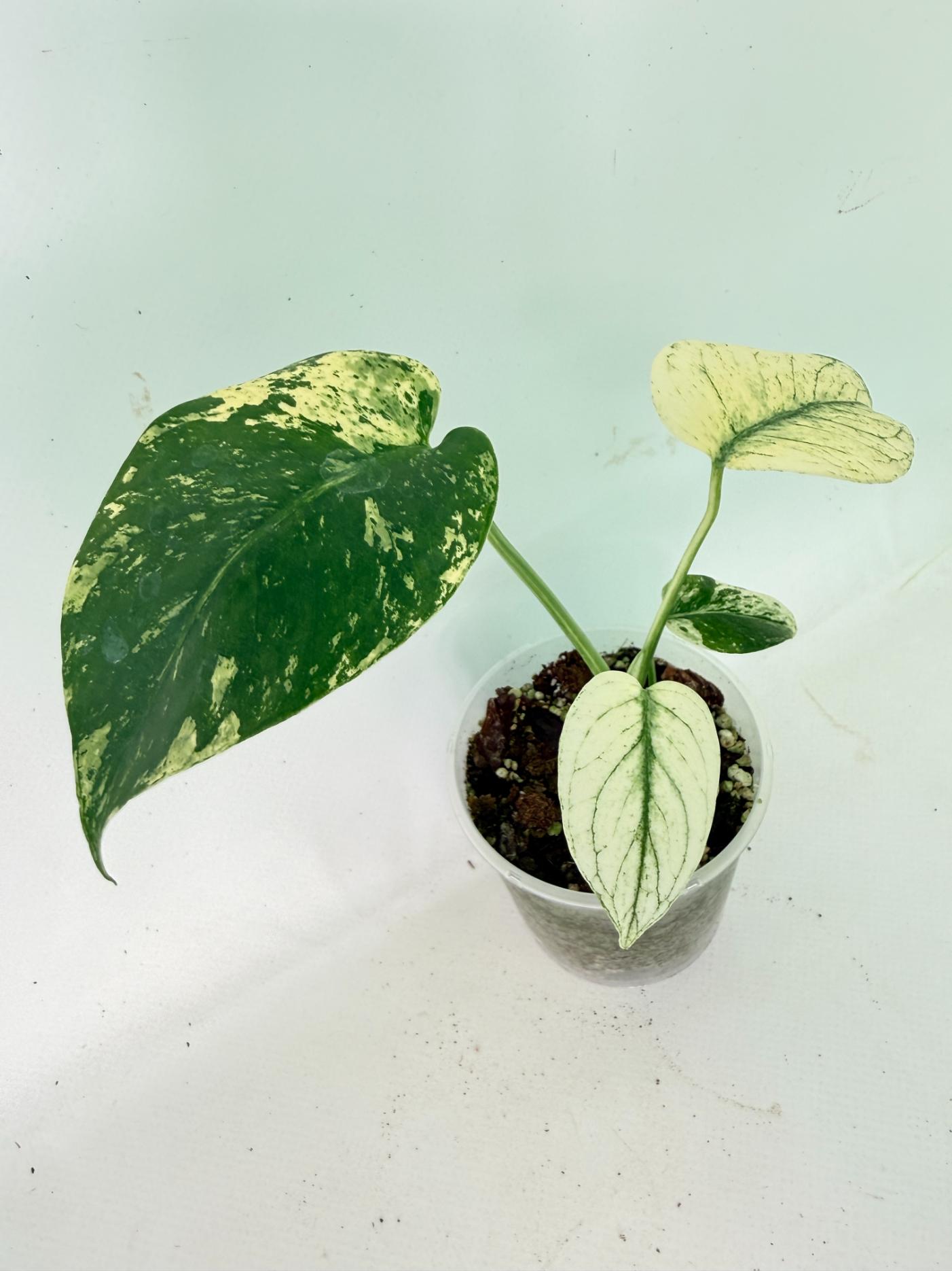 Monstera White Monster 08