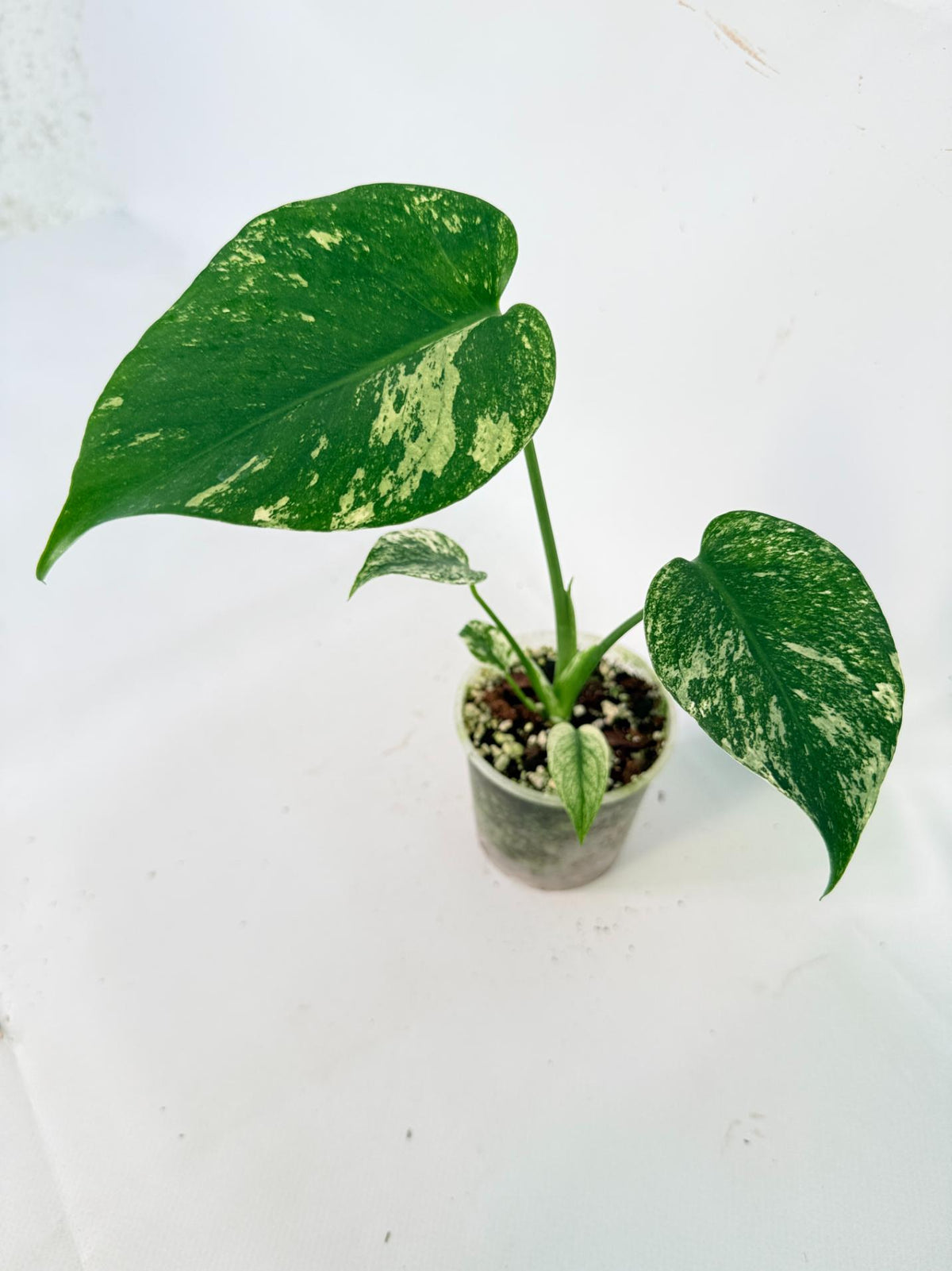 Monstera White Monster 09