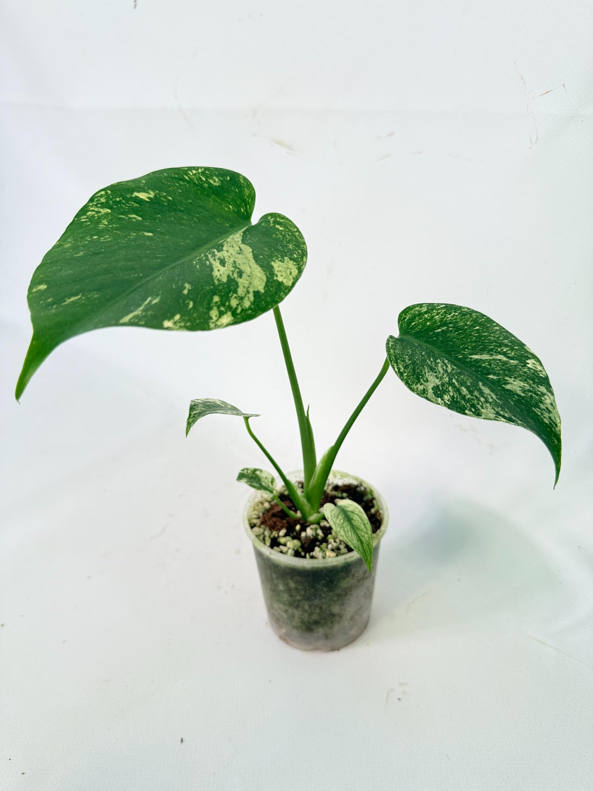 Monstera White Monster 01