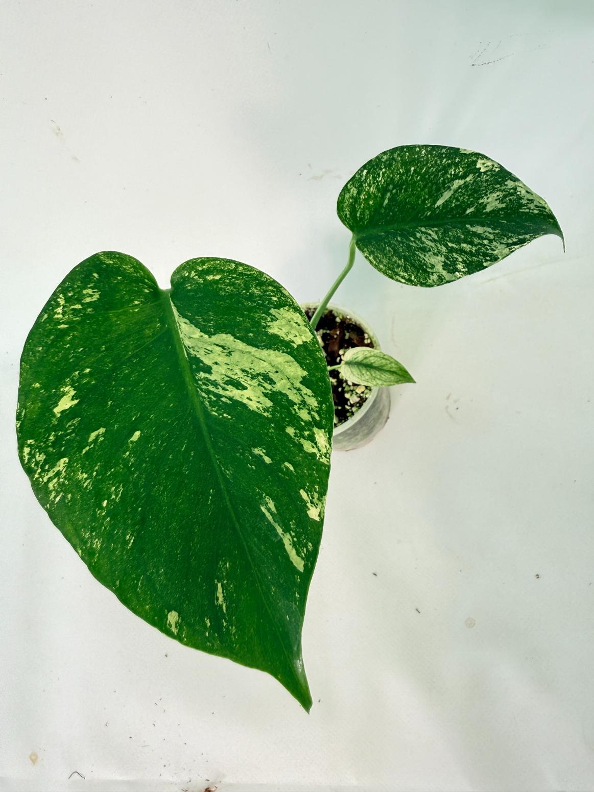 Monstera White Monster 10