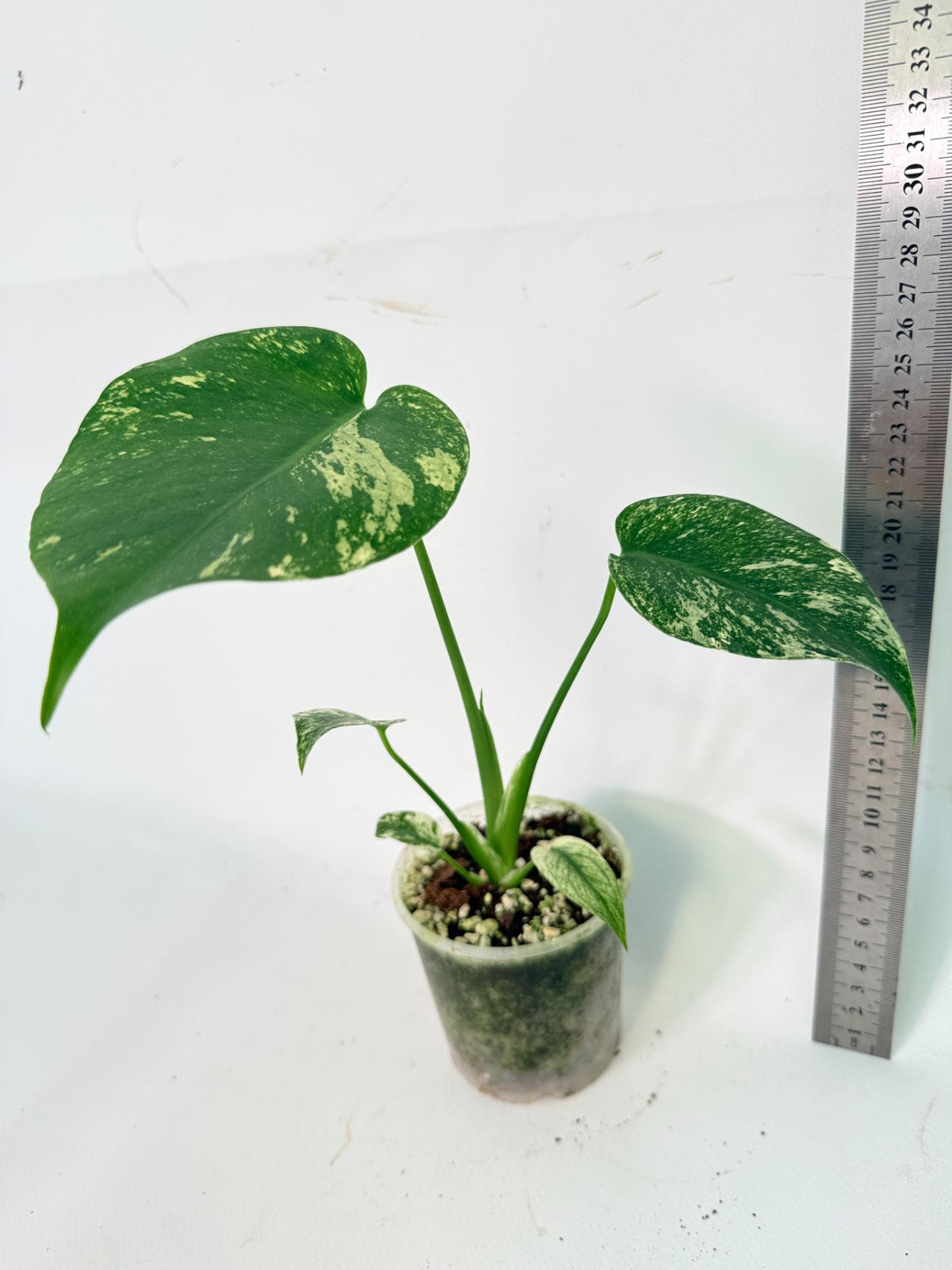 Monstera White Monster 03