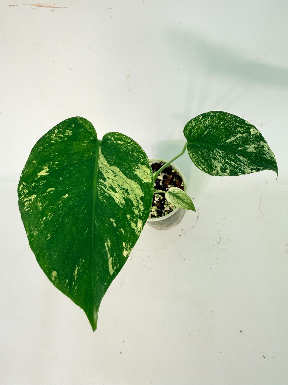 Monstera White Monster 04