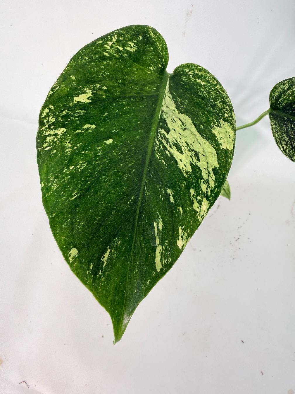 Monstera White Monster 05