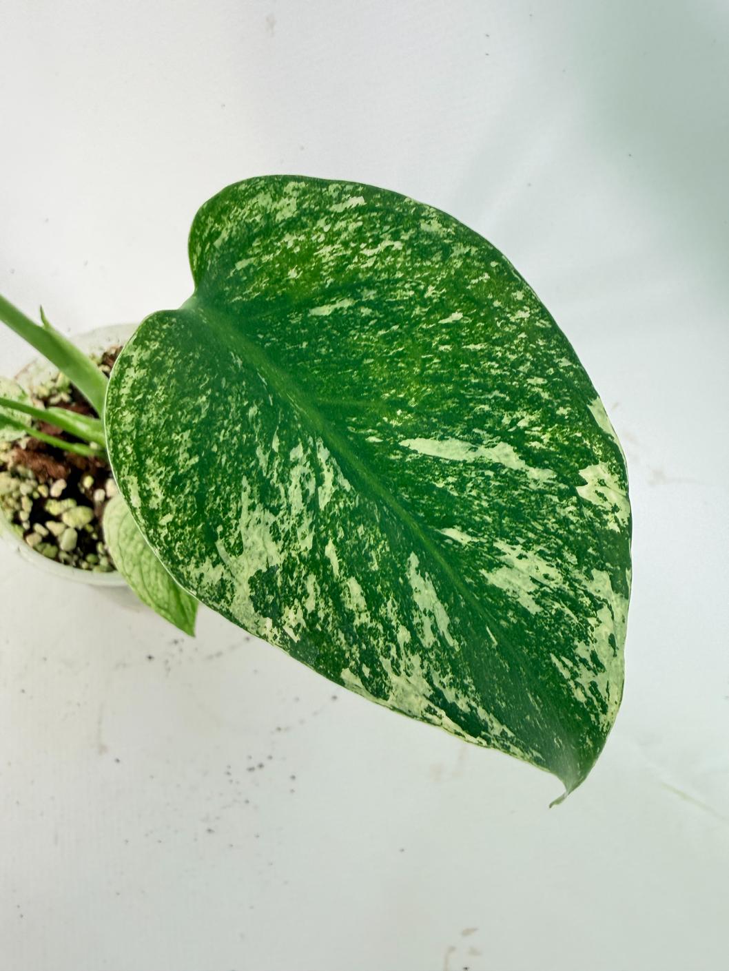 Monstera White Monster 06