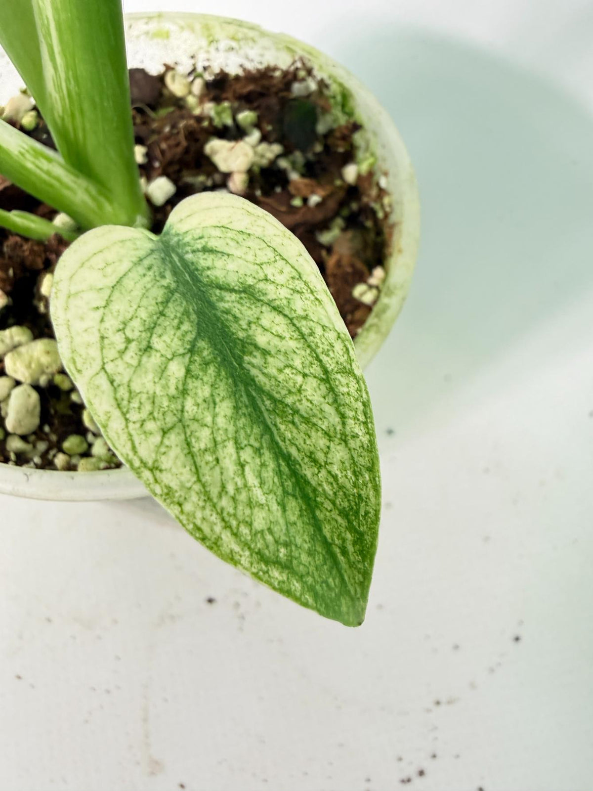 Monstera White Monster 02