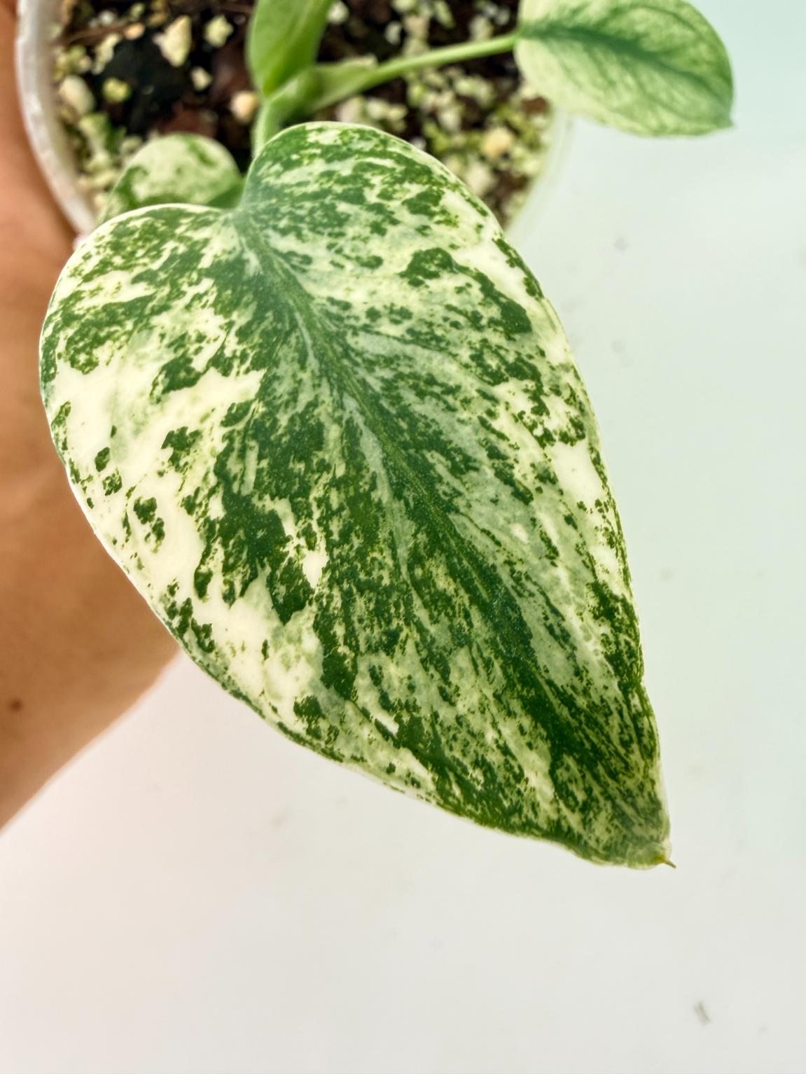 Monstera White Monster 07