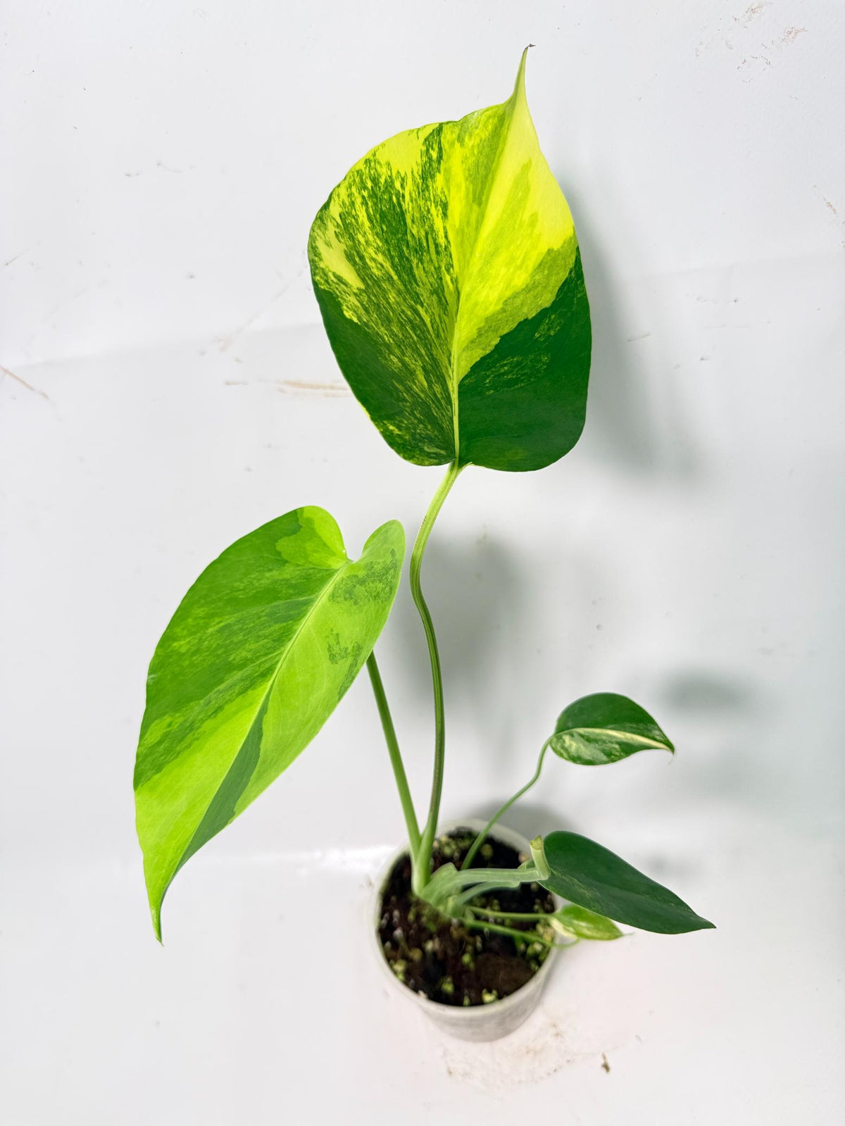 Monstera Yellow Marilyn Variegata 08