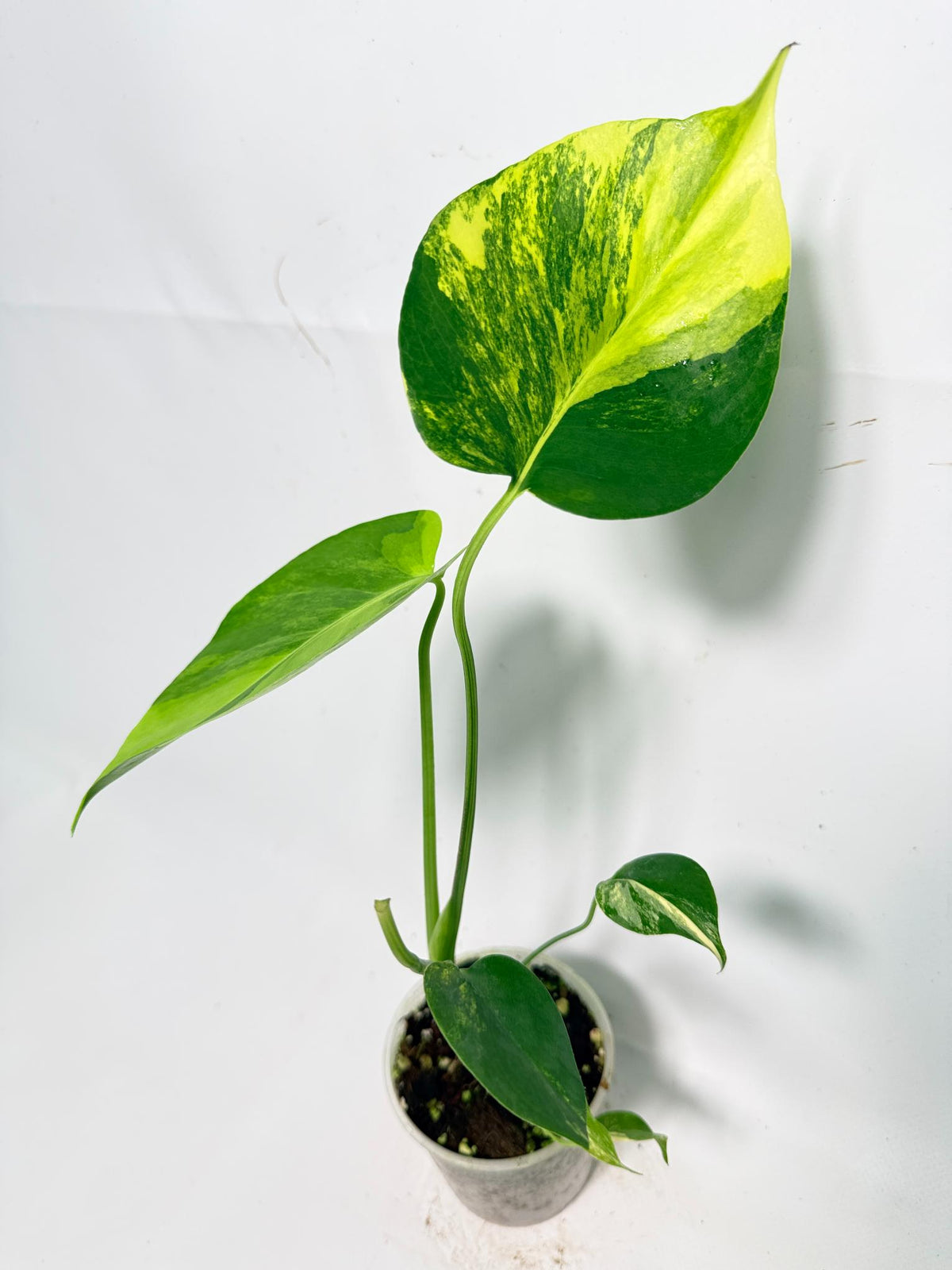 Monstera Yellow Marilyn Variegata 10