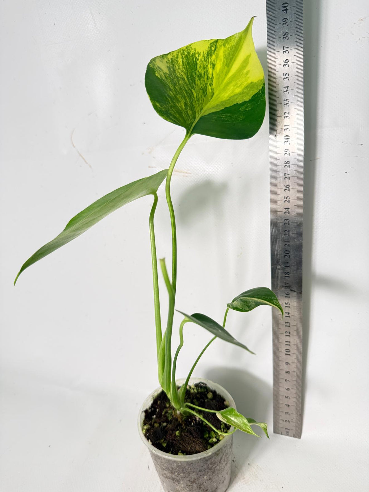 Monstera Yellow Marilyn Variegata 11