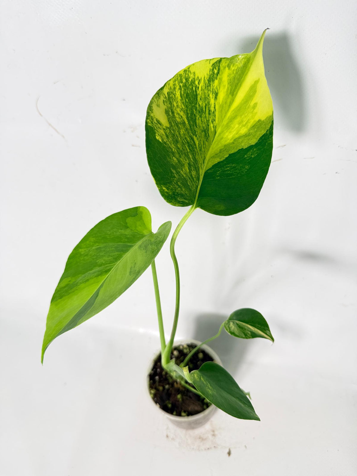 Monstera Yellow Marilyn Variegata 01