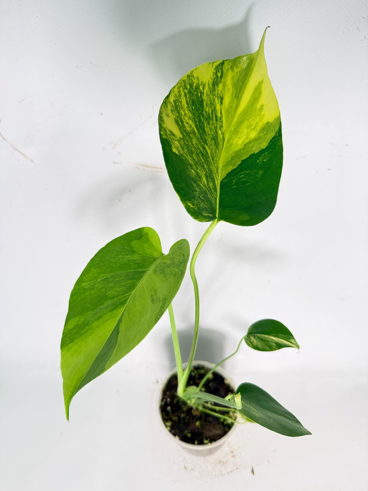 Monstera Yellow Marilyn Variegata 02