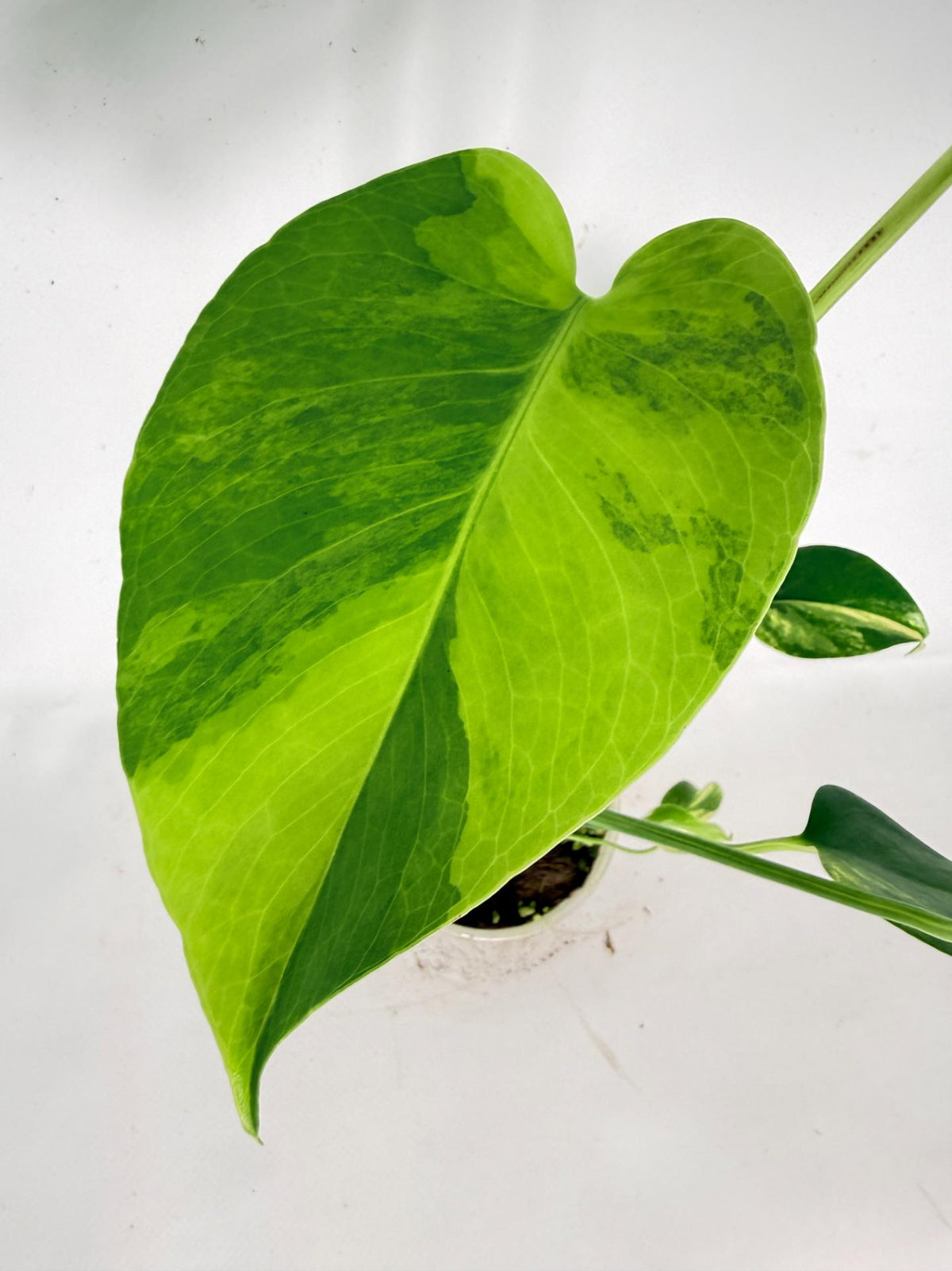 Monstera Yellow Marilyn Variegata 03