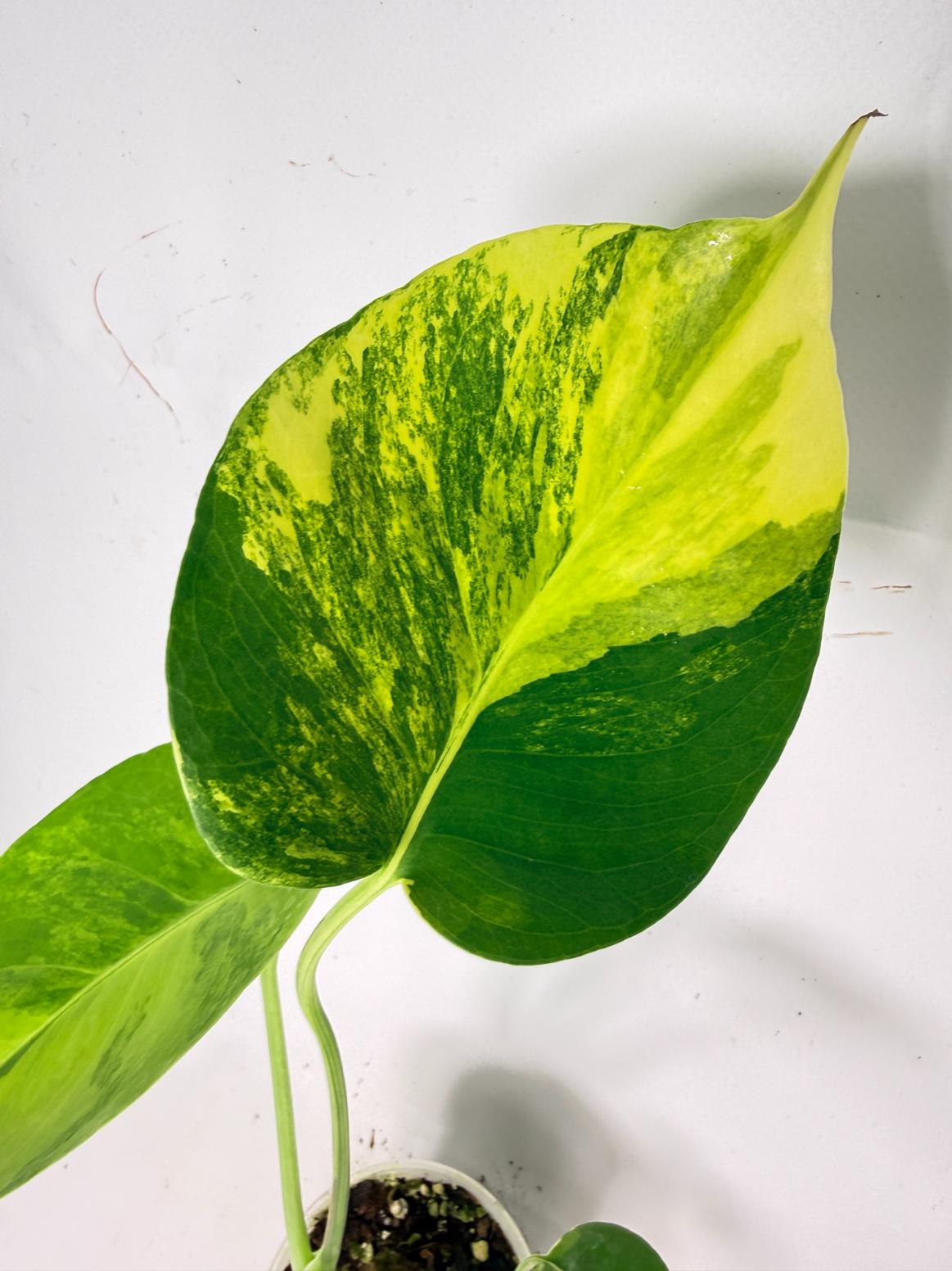 Monstera Yellow Marilyn Variegata 04