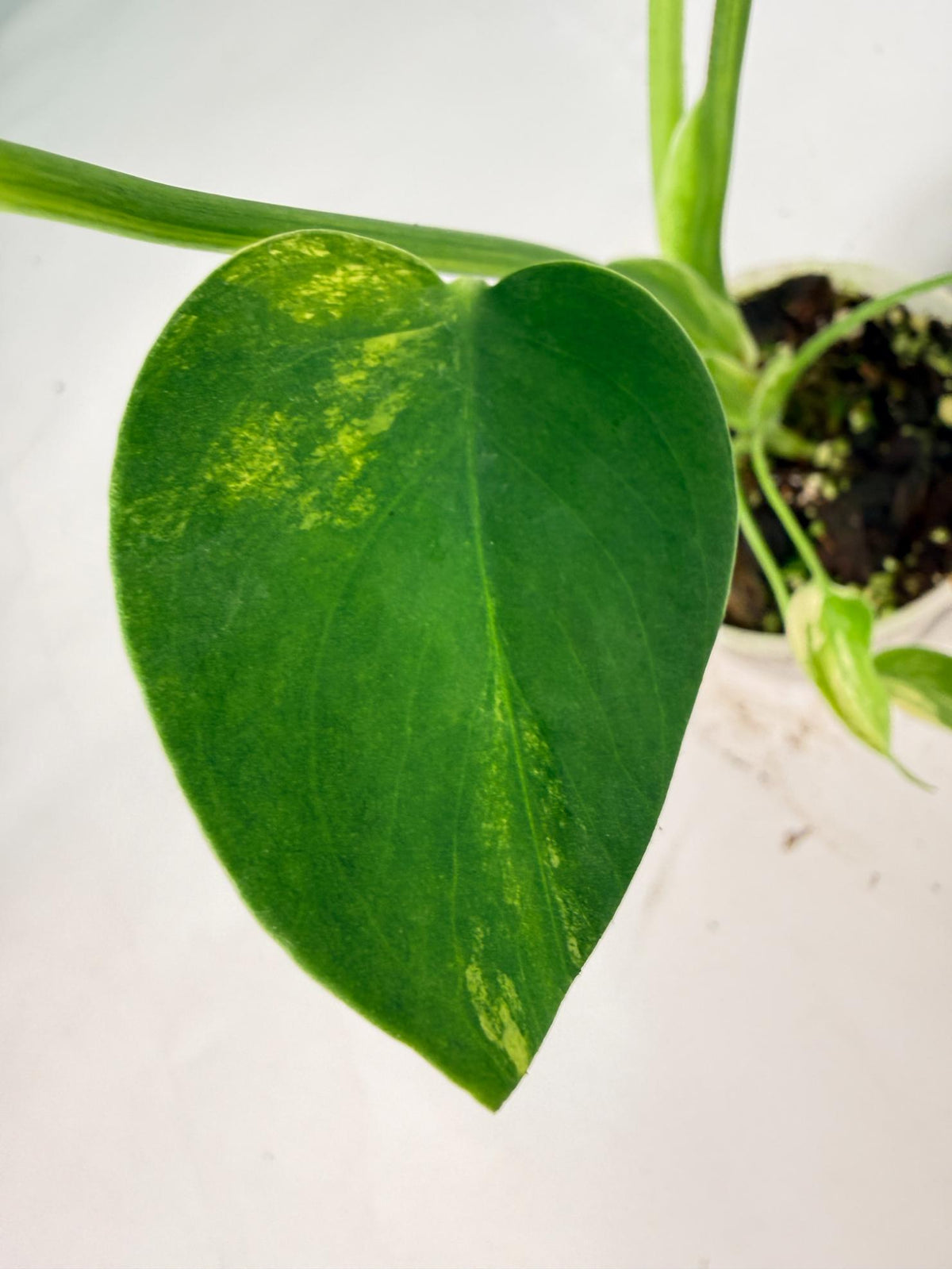 Monstera Yellow Marilyn Variegata 05