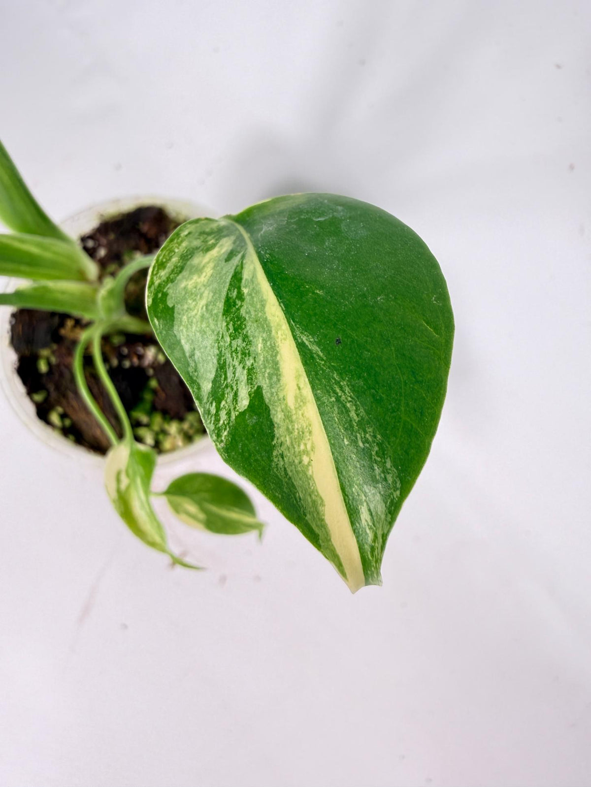 Monstera Yellow Marilyn Variegata 06