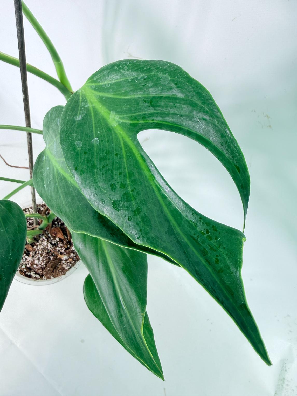 Monstera 'Burle Marx Flame'10
