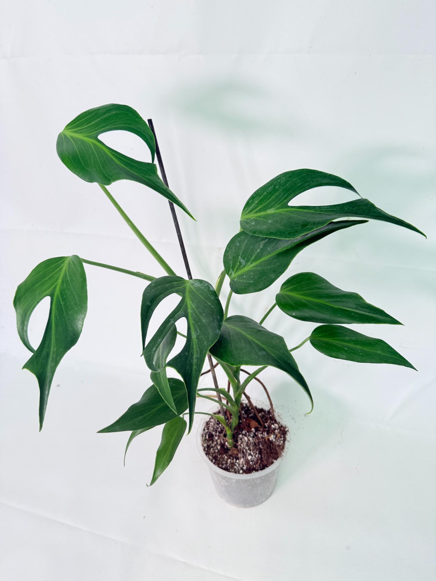 Monstera 'Burle Marx Flame'11