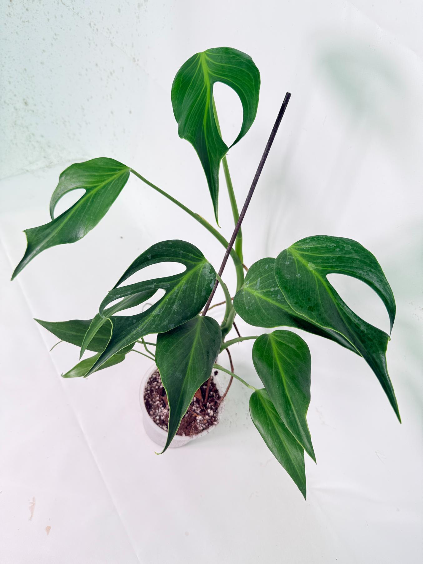 Monstera 'Burle Marx Flame'01