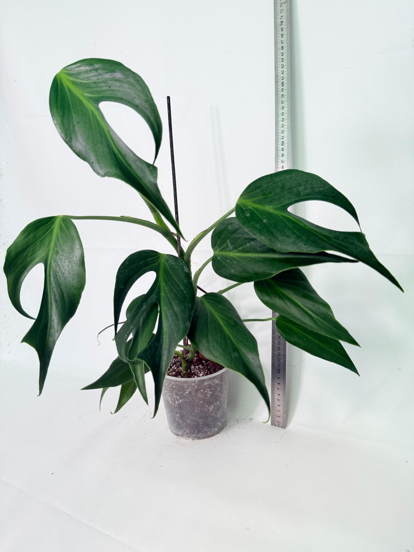 Monstera 'Burle Marx Flame'03