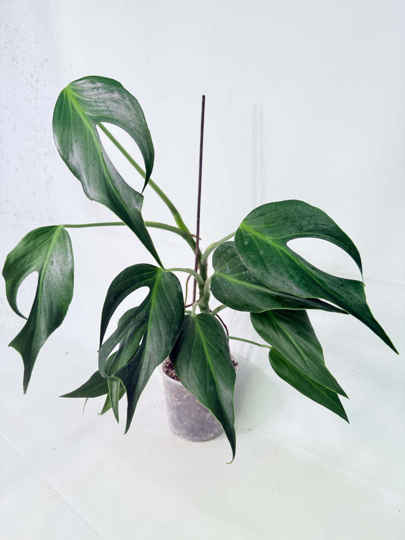 Monstera 'Burle Marx Flame'04