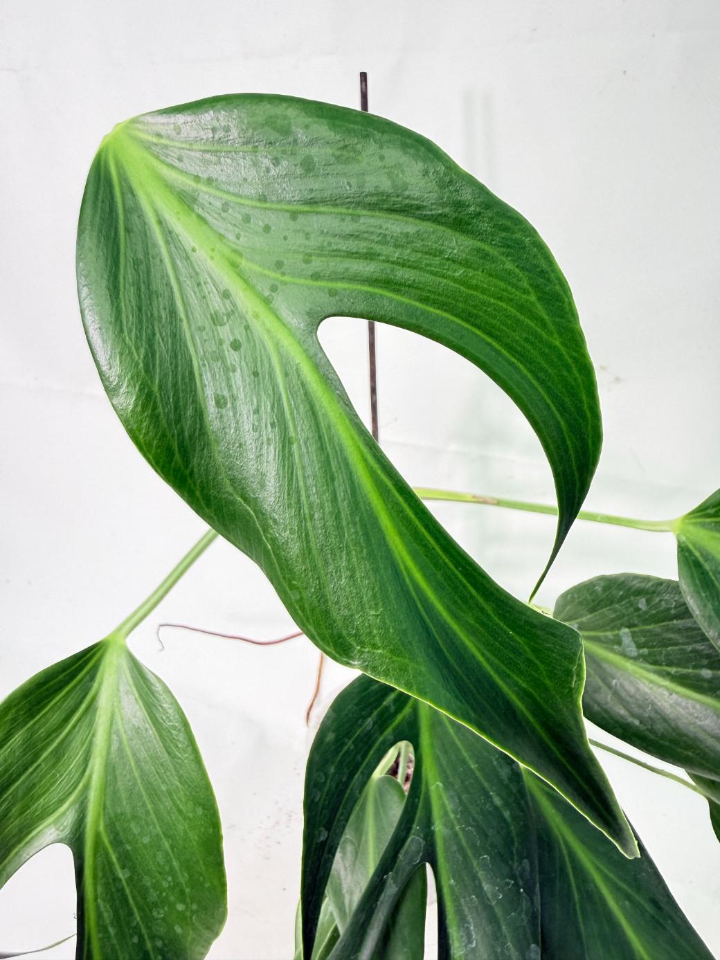 Monstera 'Burle Marx Flame'05