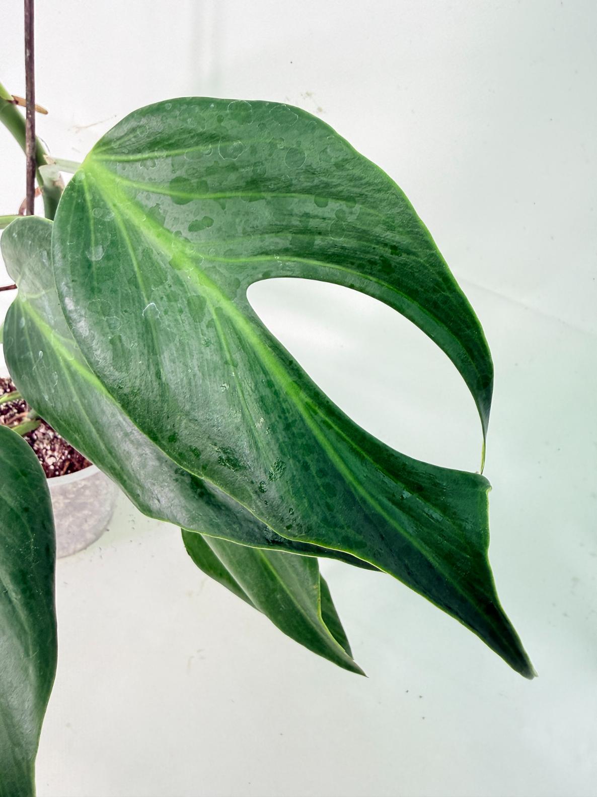 Monstera 'Burle Marx Flame'06