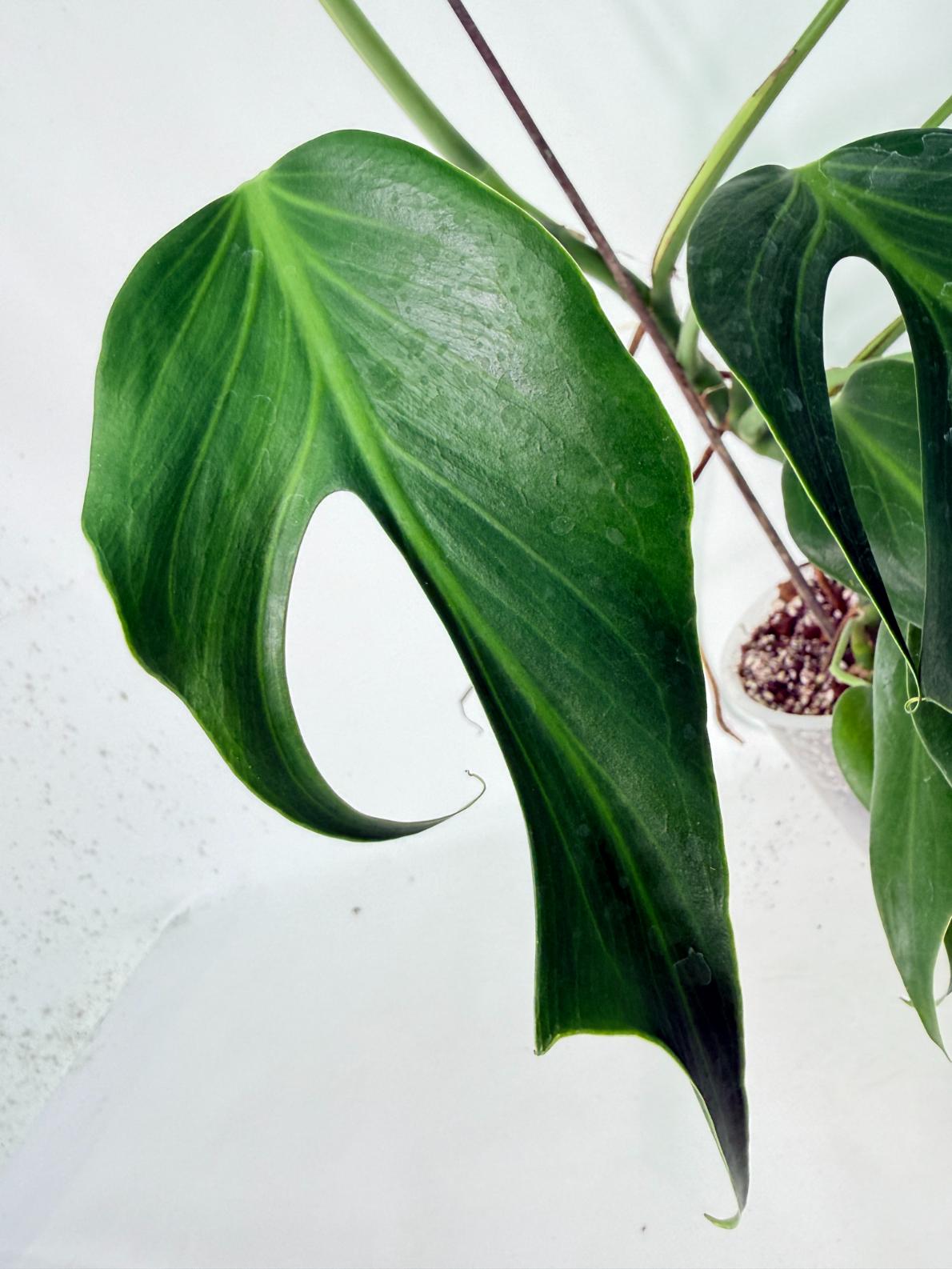 Monstera 'Burle Marx Flame'07