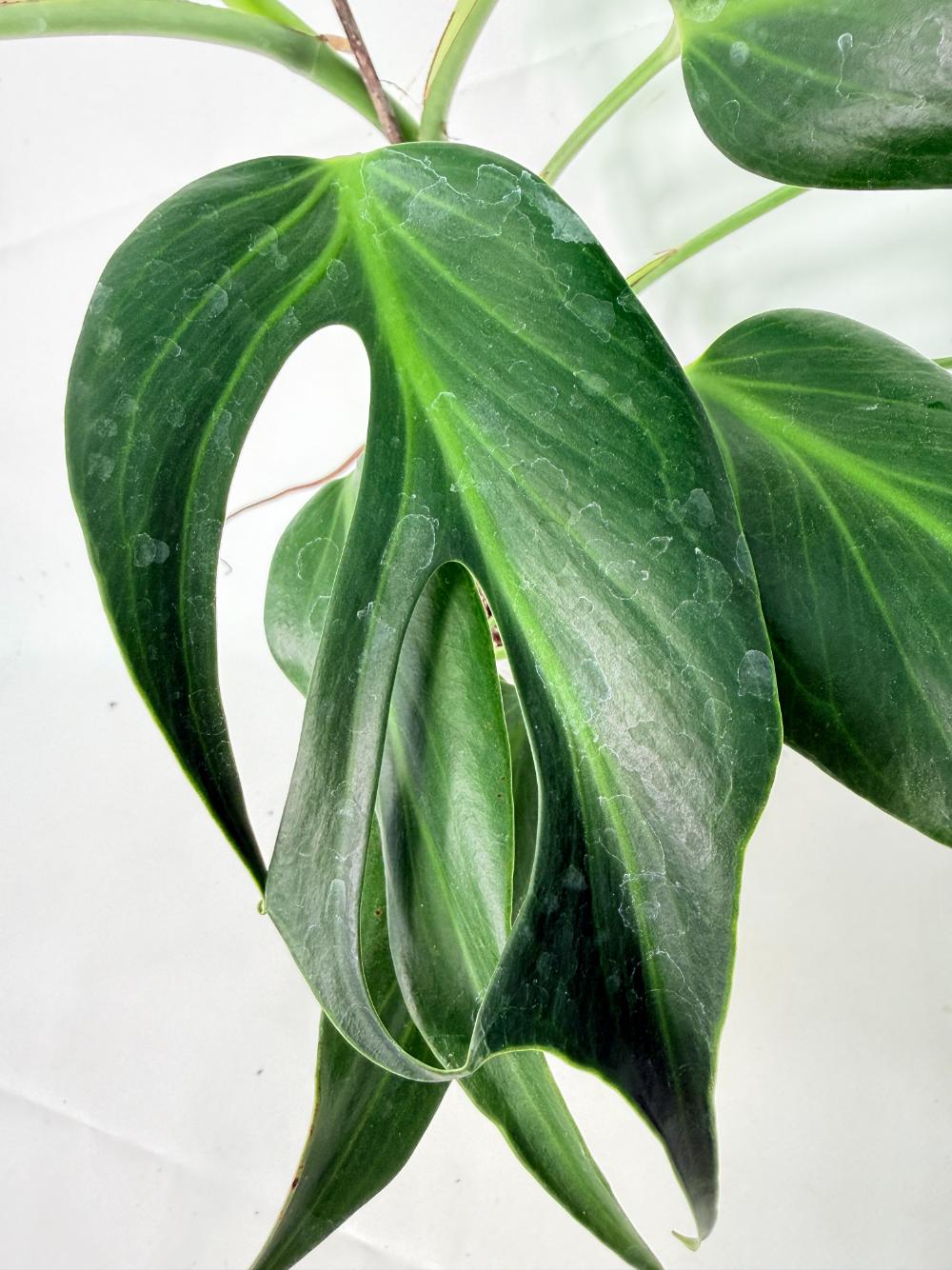 Monstera 'Burle Marx Flame'02