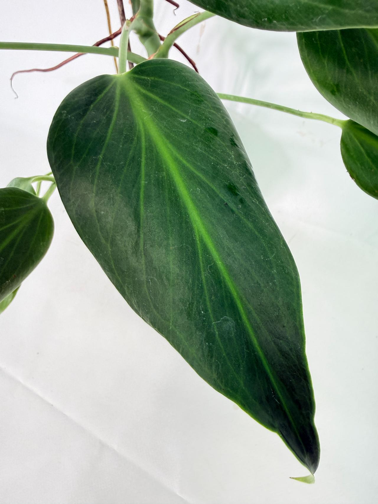 Monstera 'Burle Marx Flame'08