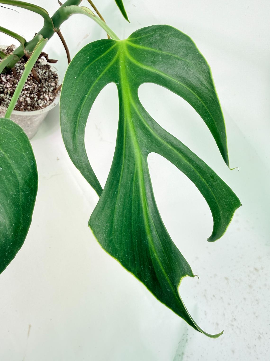 Monstera 'Burle Marx Flame' 09
