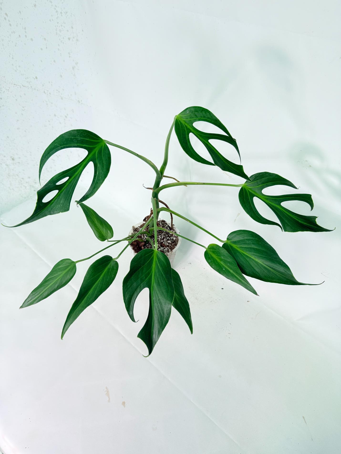 Monstera 'Burle Marx Flame' 11