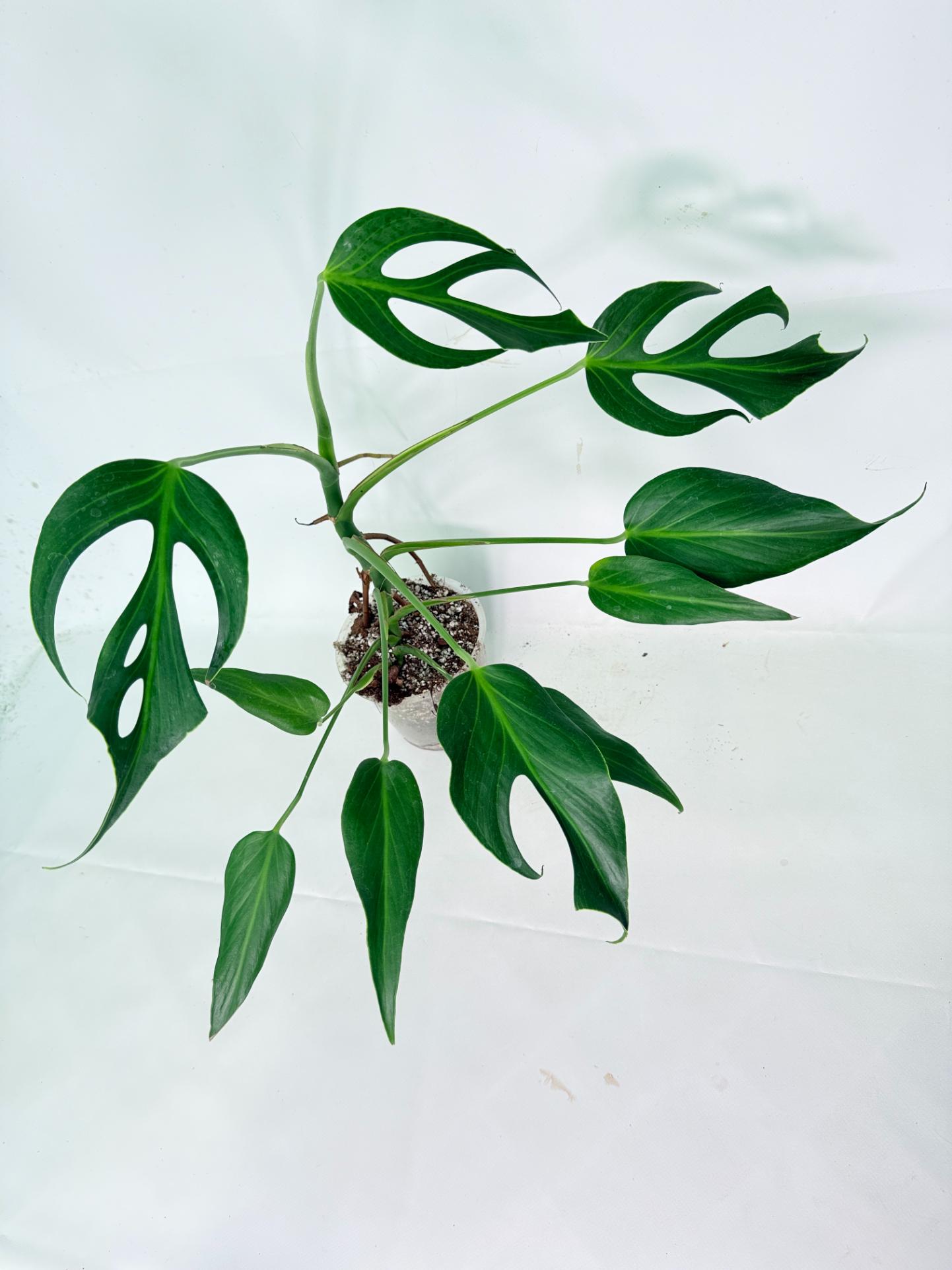 Monstera 'Burle Marx Flame' 12