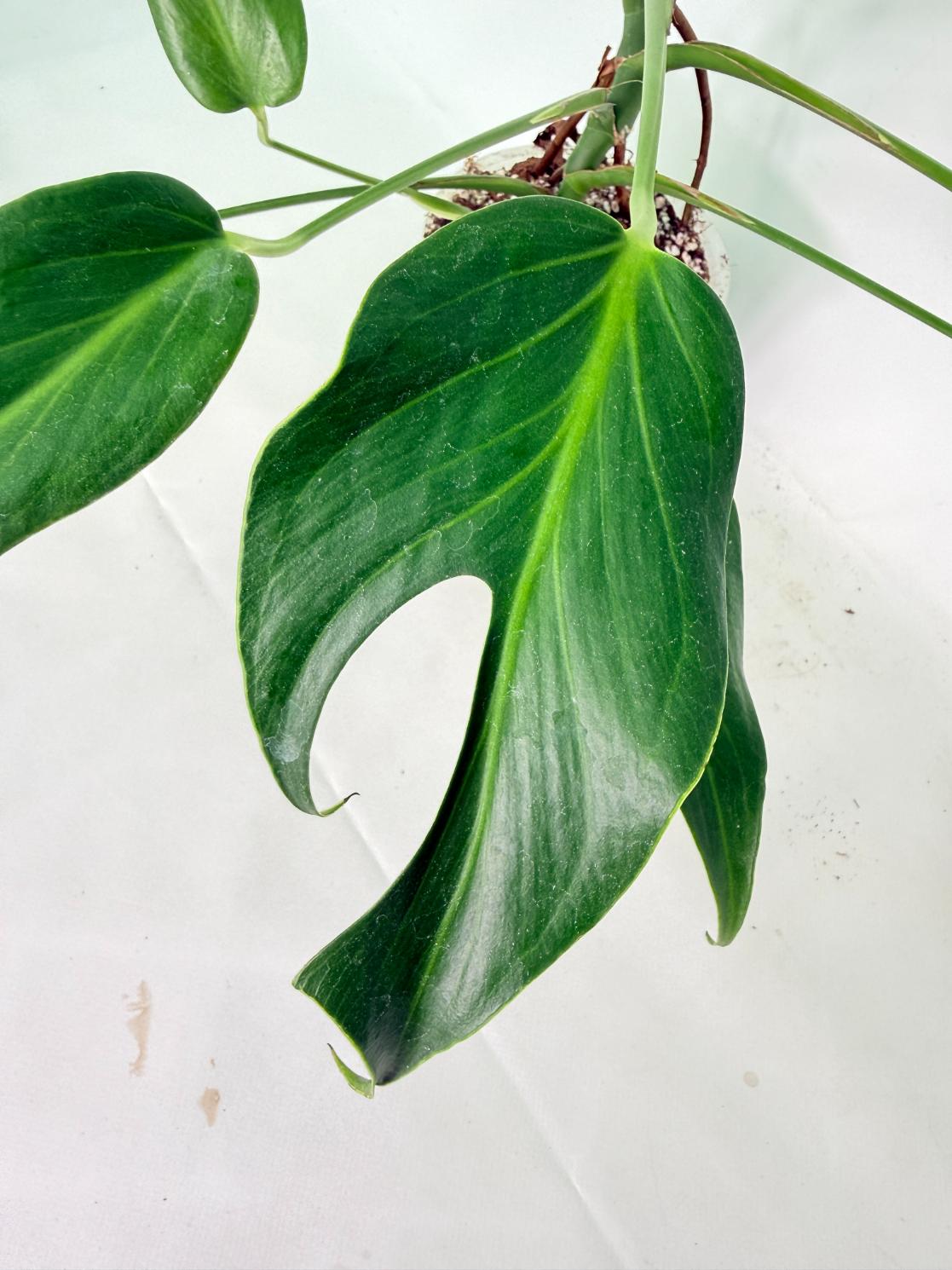 Monstera 'Burle Marx Flame' 13