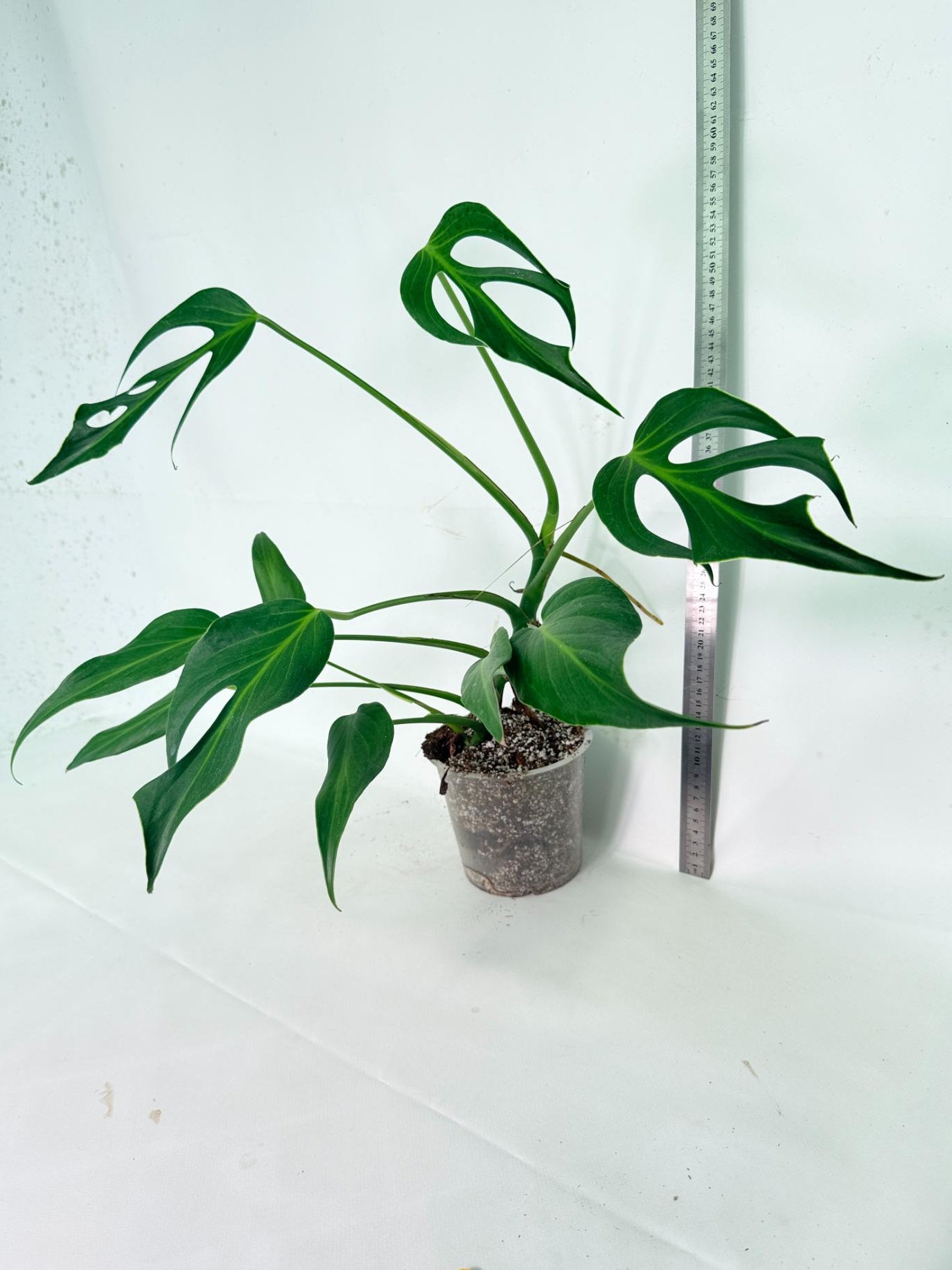 Monstera 'Burle Marx Flame' 01
