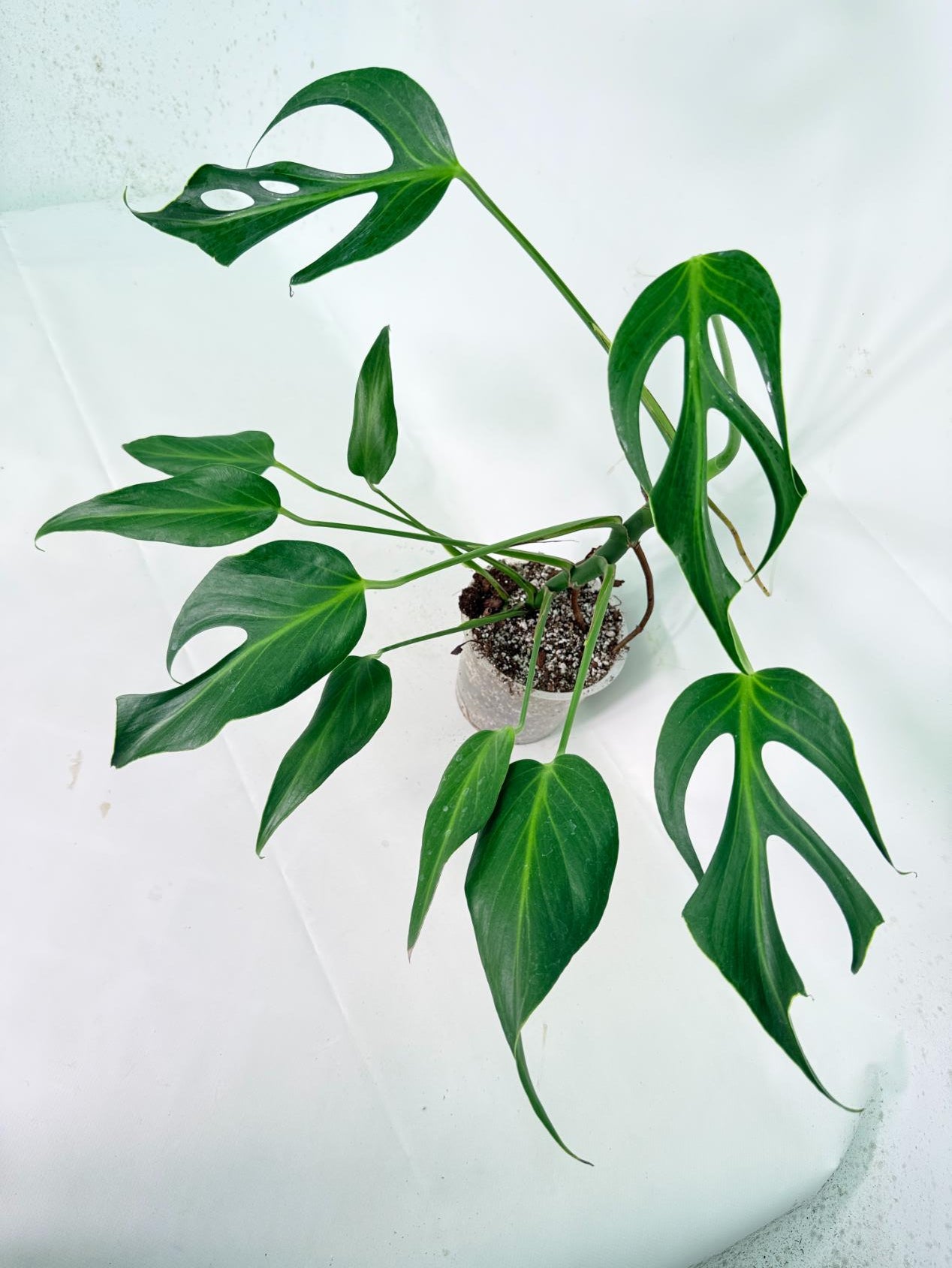 Monstera 'Burle Marx Flame' 02