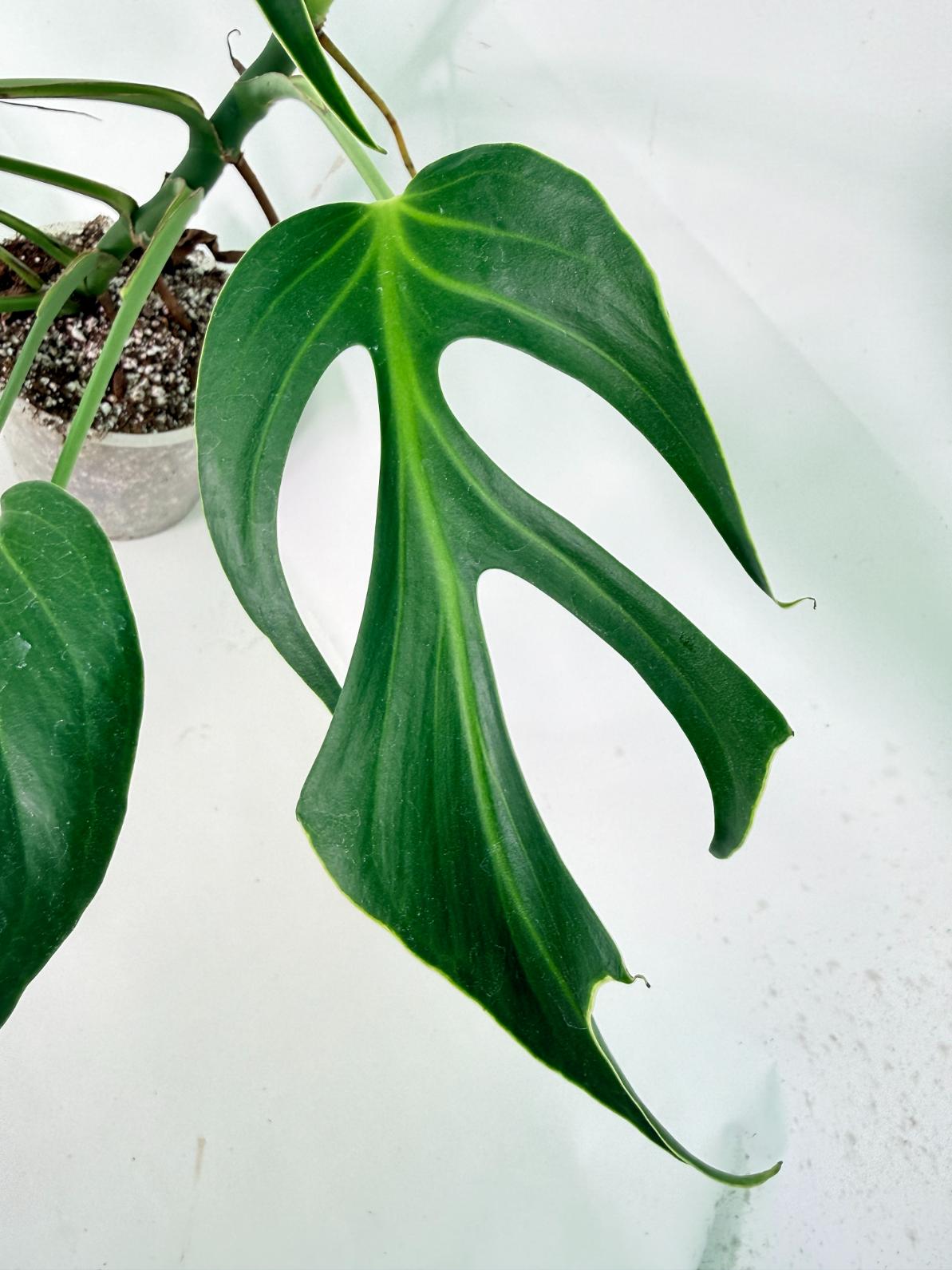 Monstera 'Burle Marx Flame' 03