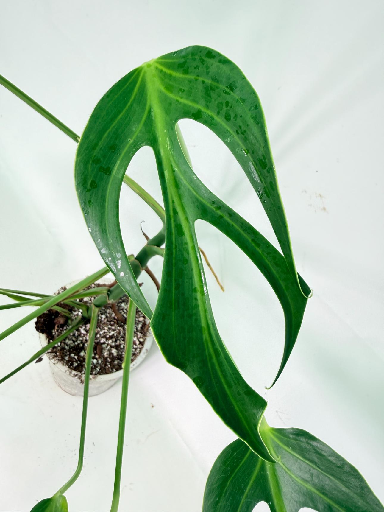 Monstera 'Burle Marx Flame' 04