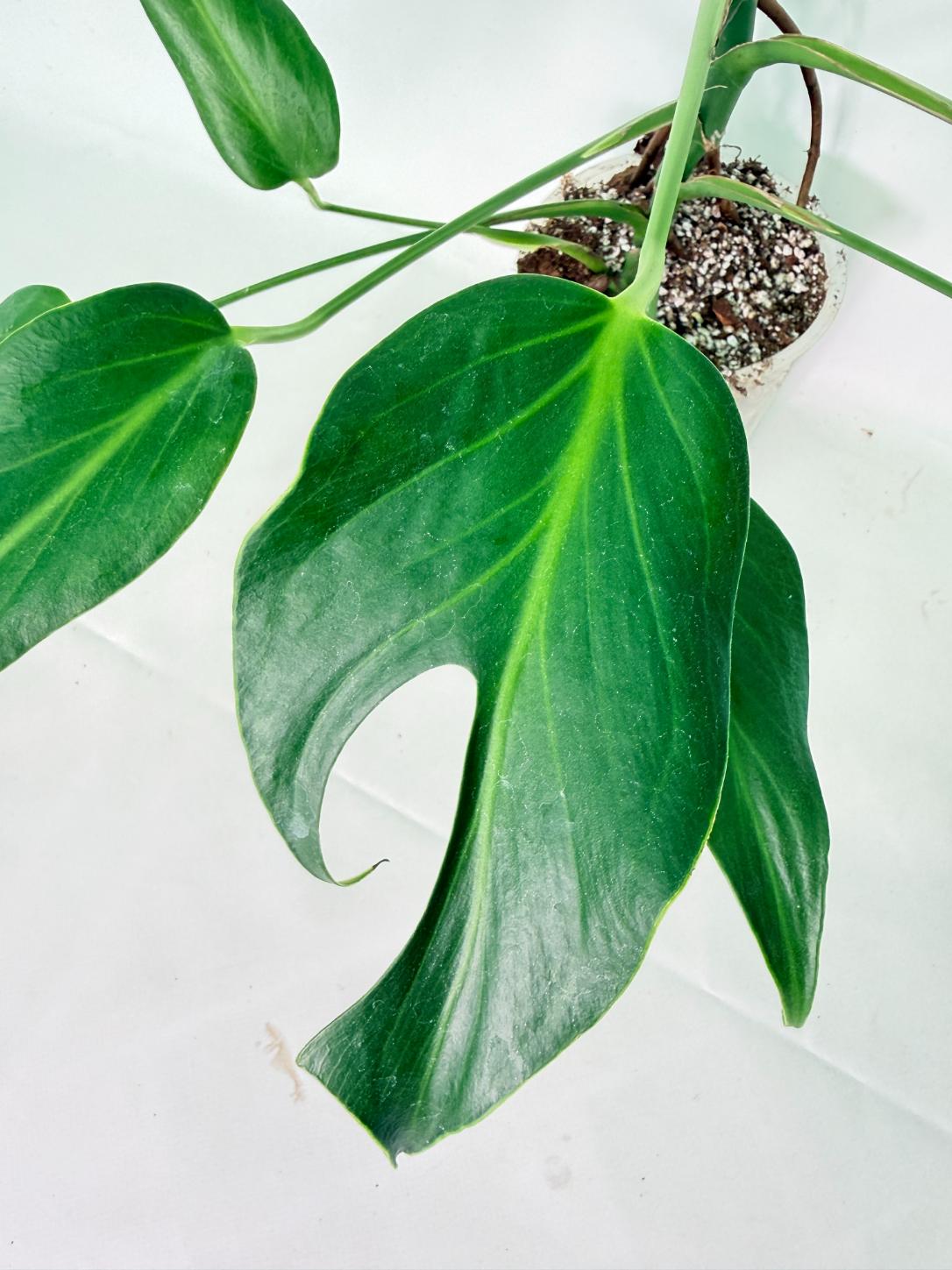 Monstera 'Burle Marx Flame' 05