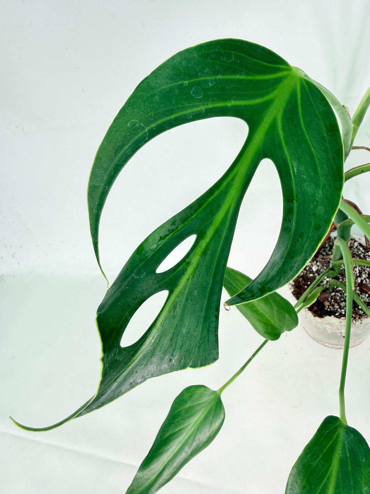 Monstera 'Burle Marx Flame' 06