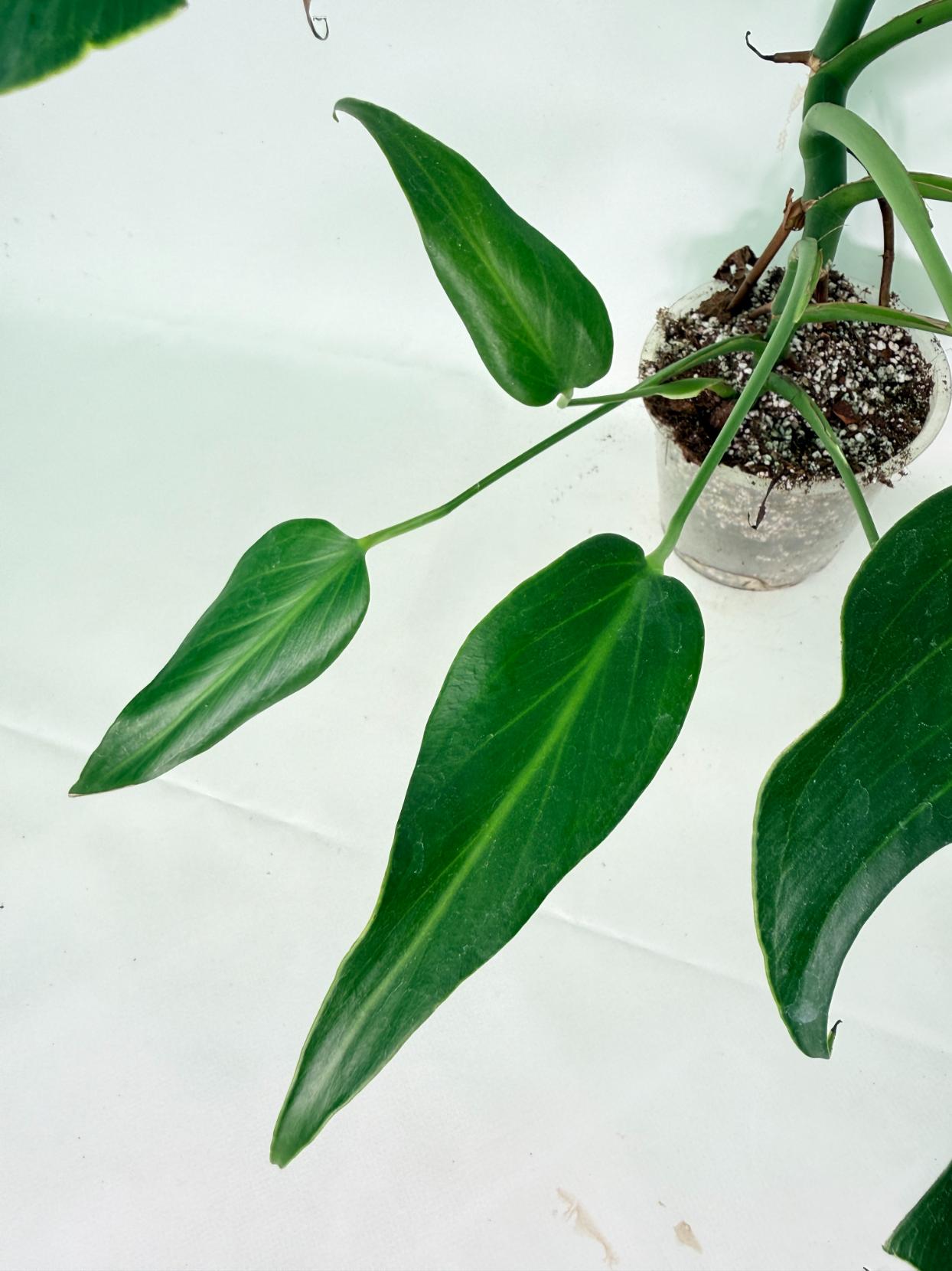 Monstera 'Burle Marx Flame' 07
