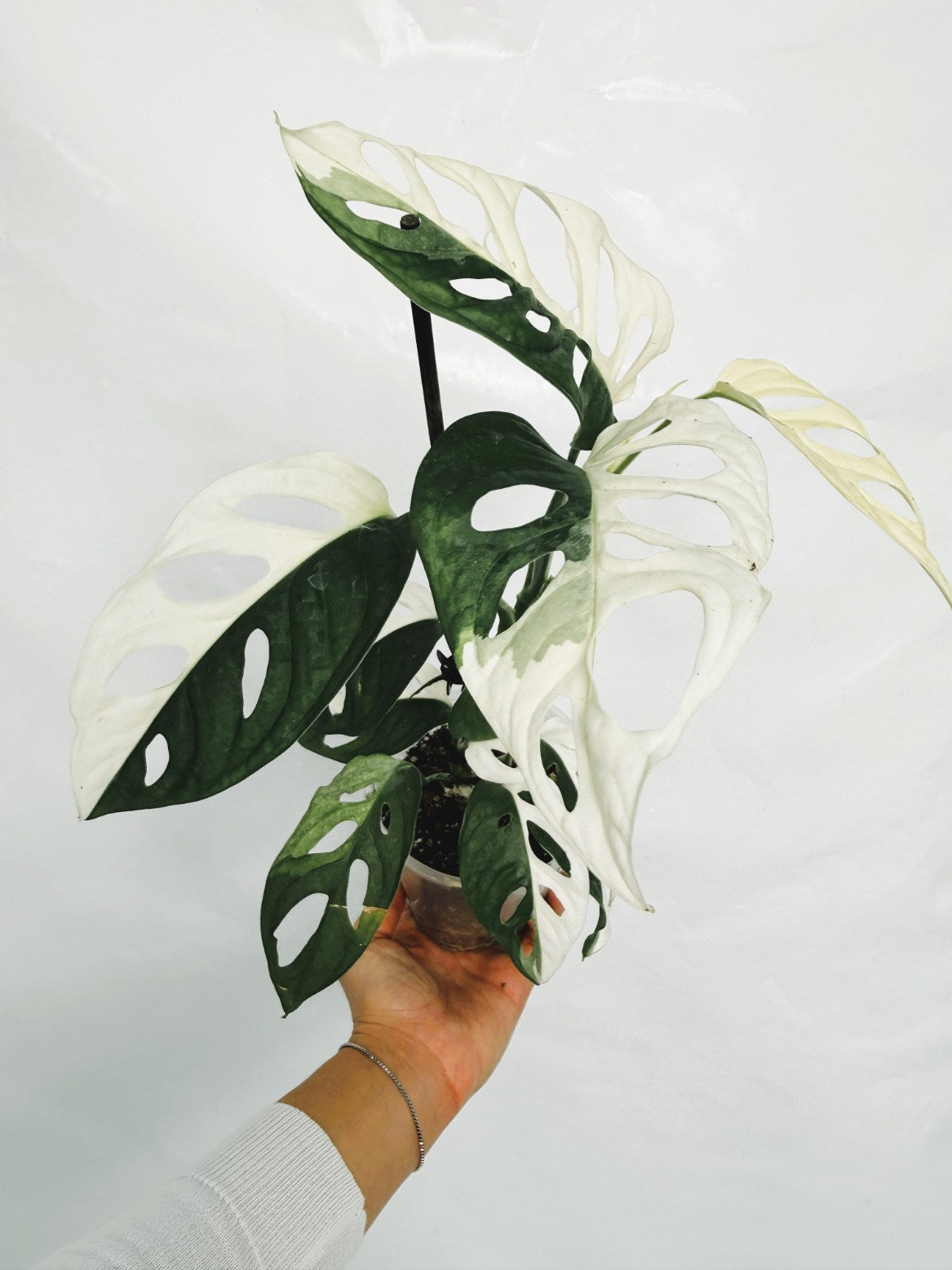 Monstera_adansonii_variegata