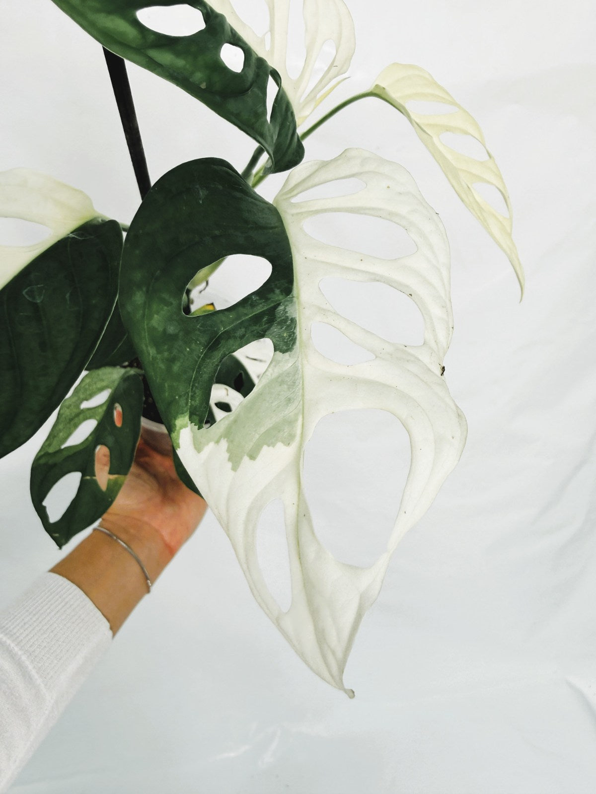 Monstera_adansonii_variegata