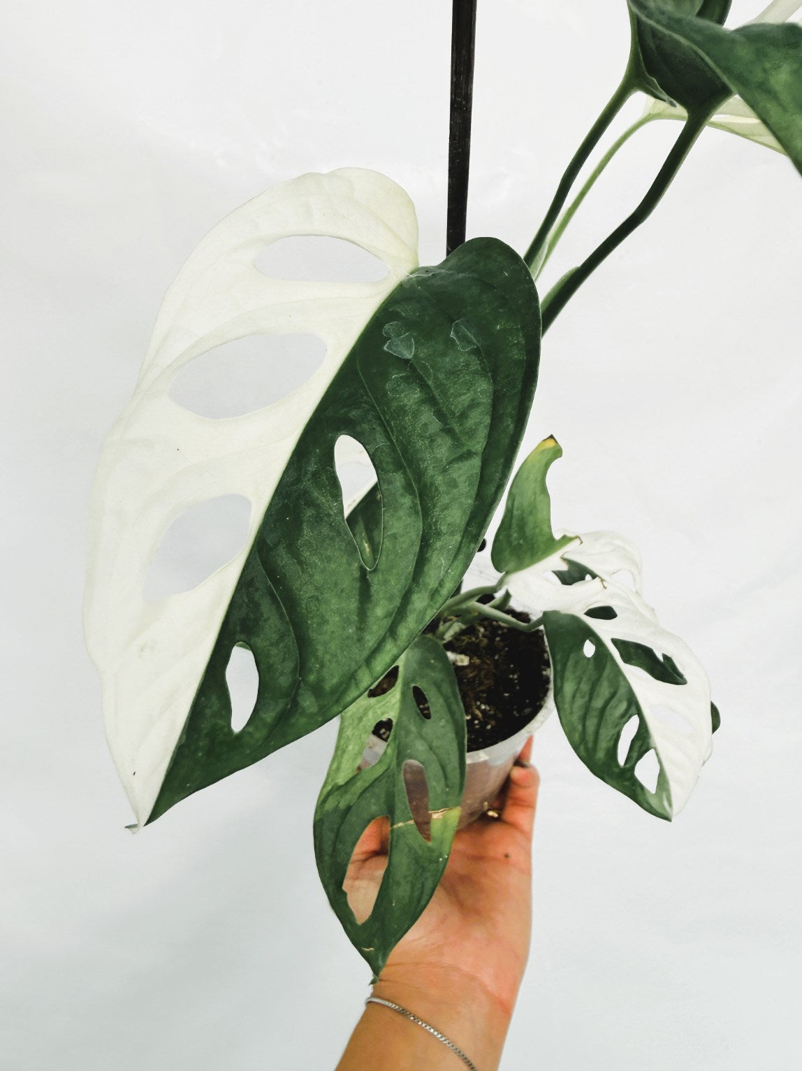Monstera_adansonii_variegata