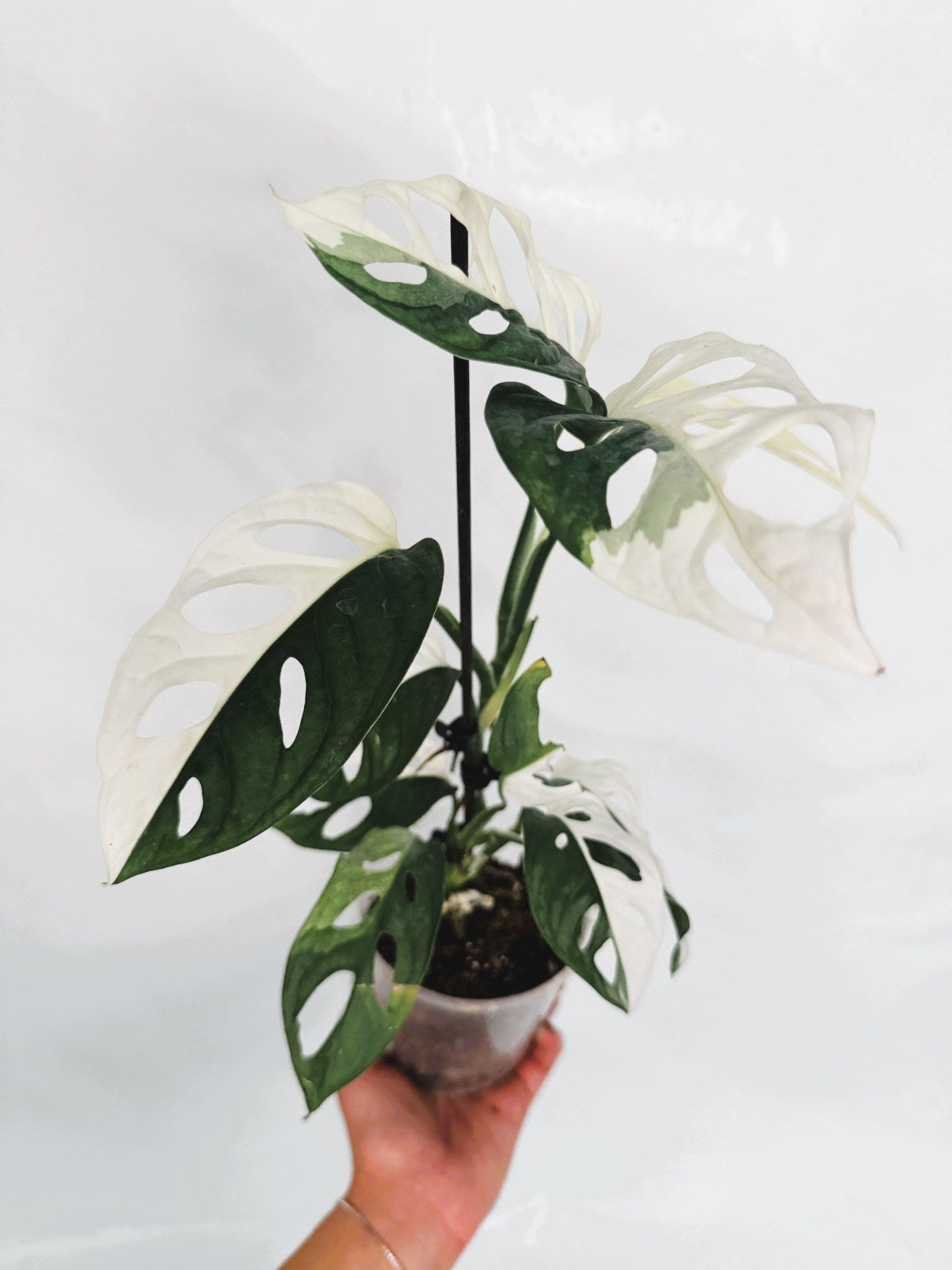 Monstera_adansonii_variegata