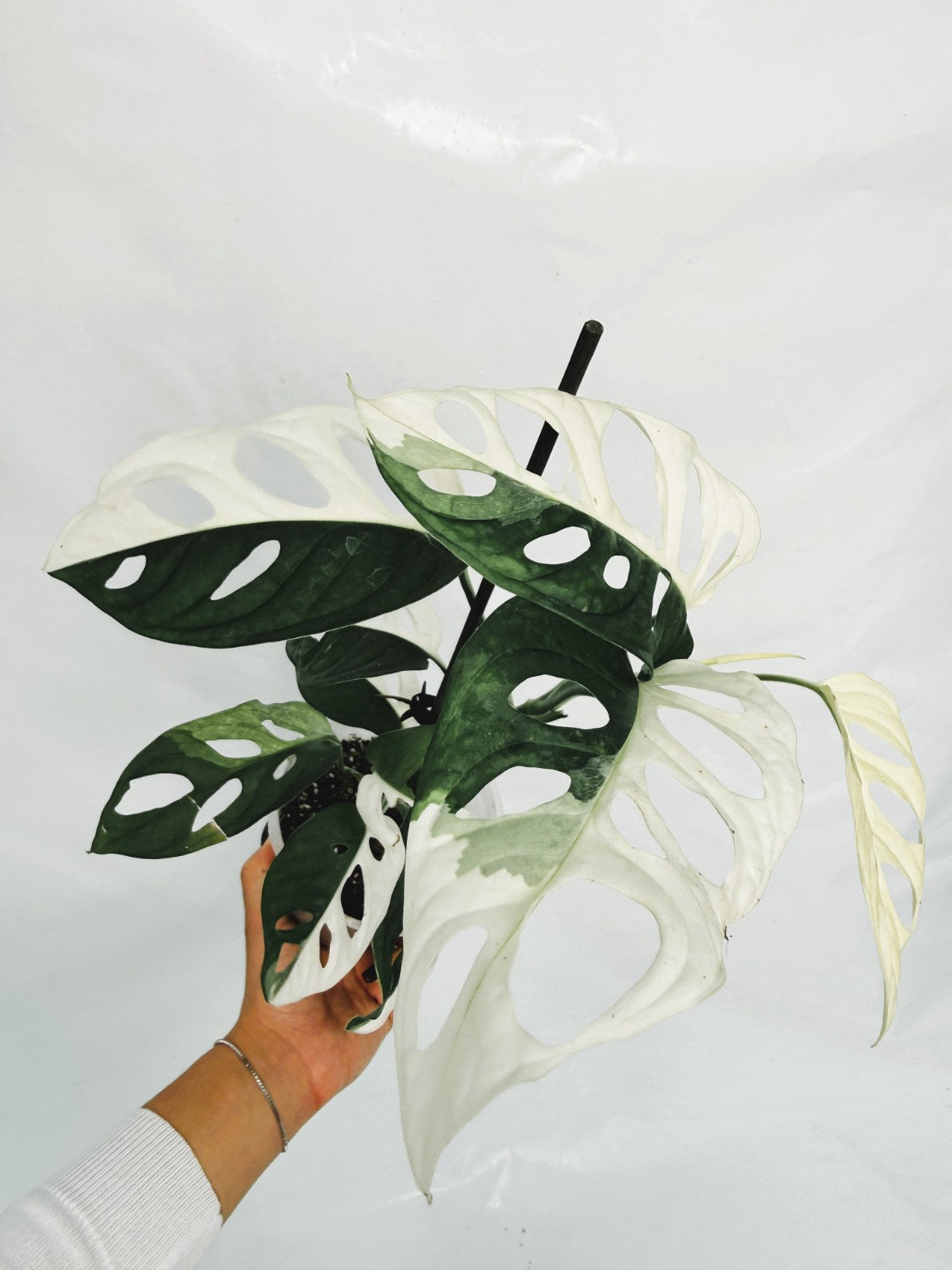 Monstera_adansonii_variegata