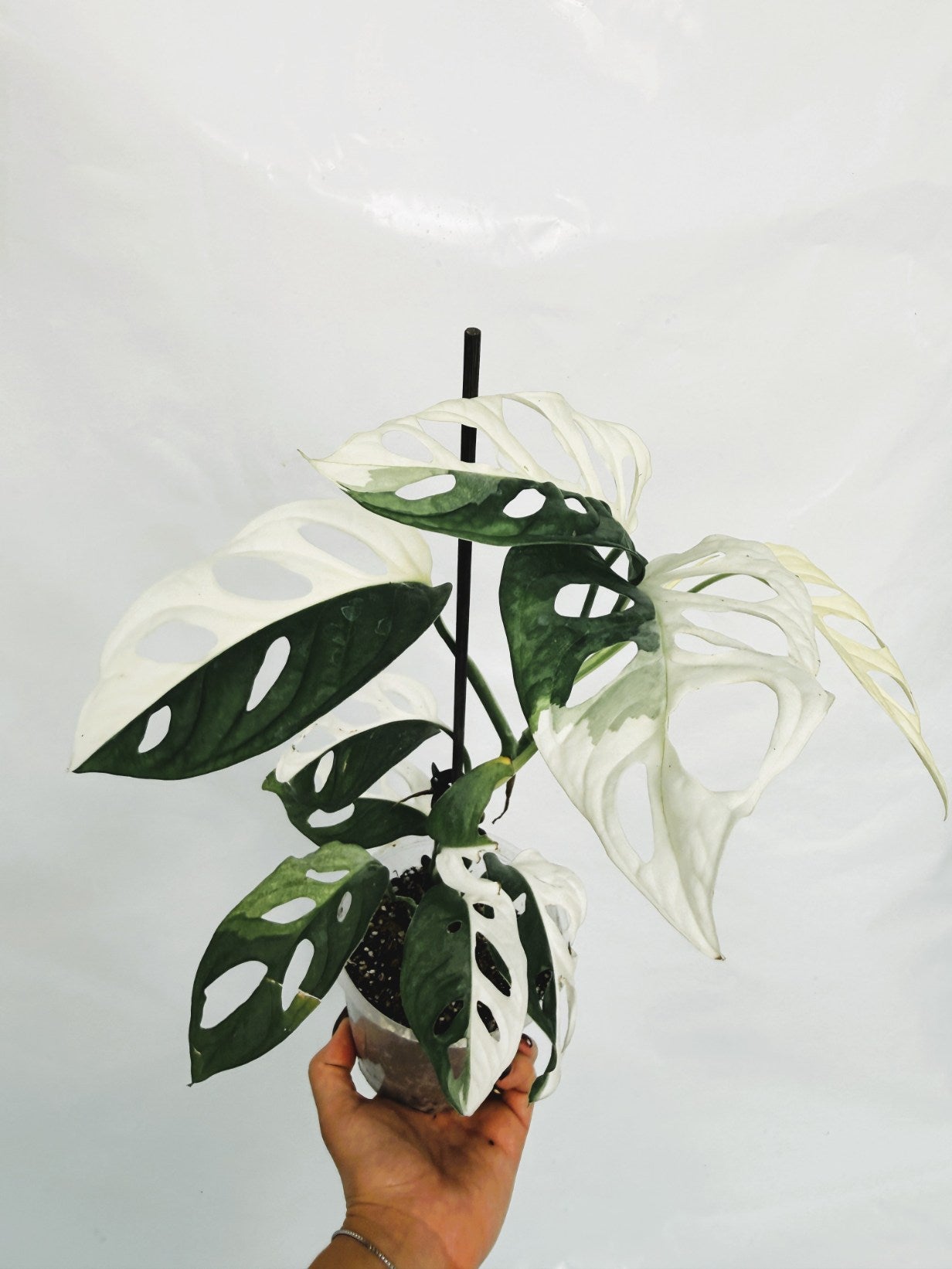 Monstera_adansonii_variegata
