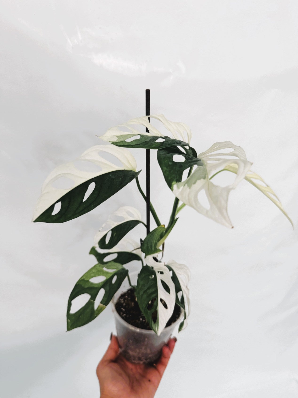 monstera adansonii variegata archipelago Monstera adansonii variegata