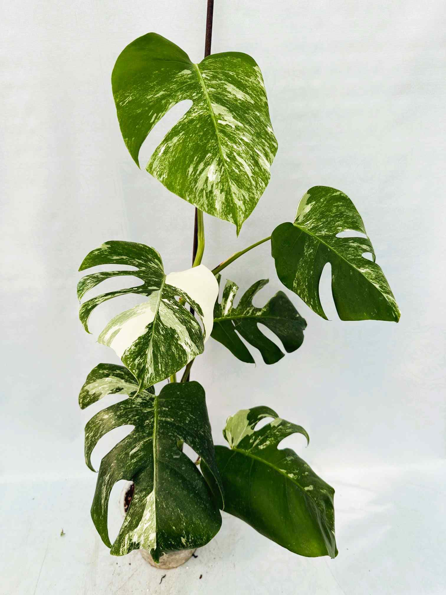 Monstera_albo_Variegato25_10_7_14