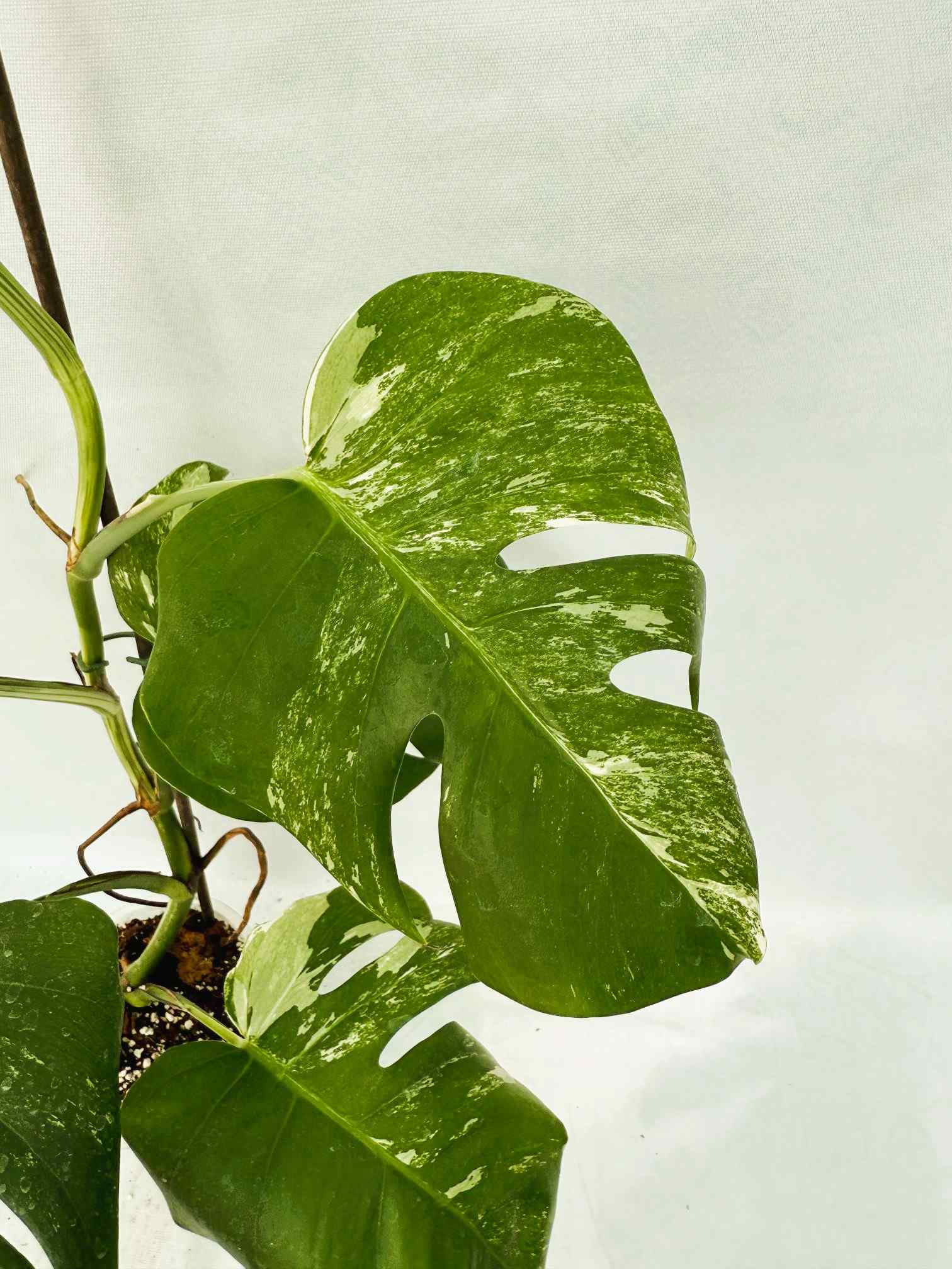 Monstera_albo_Variegato25_10_7_14